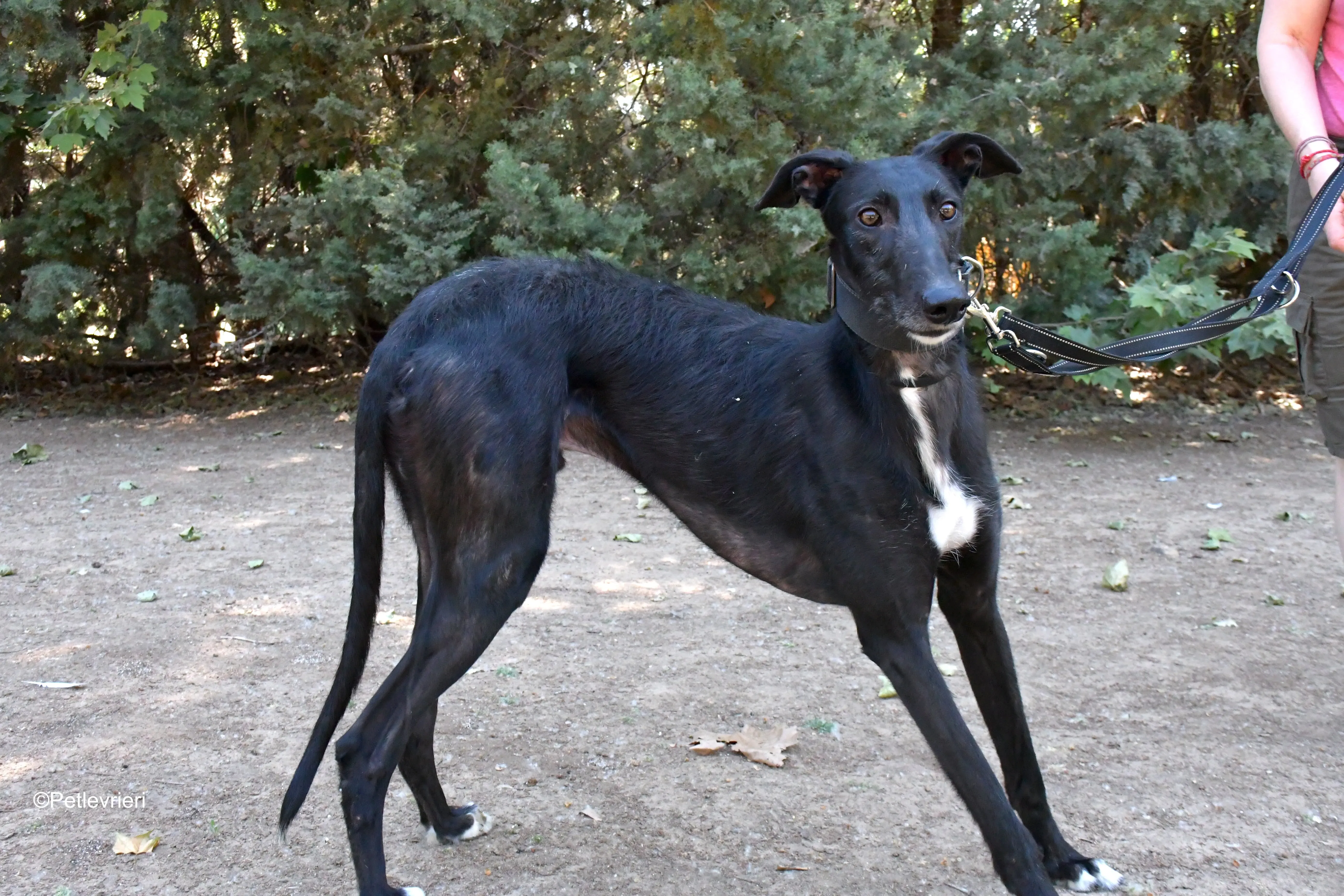 fulgencio adozione levrieri galgo 2