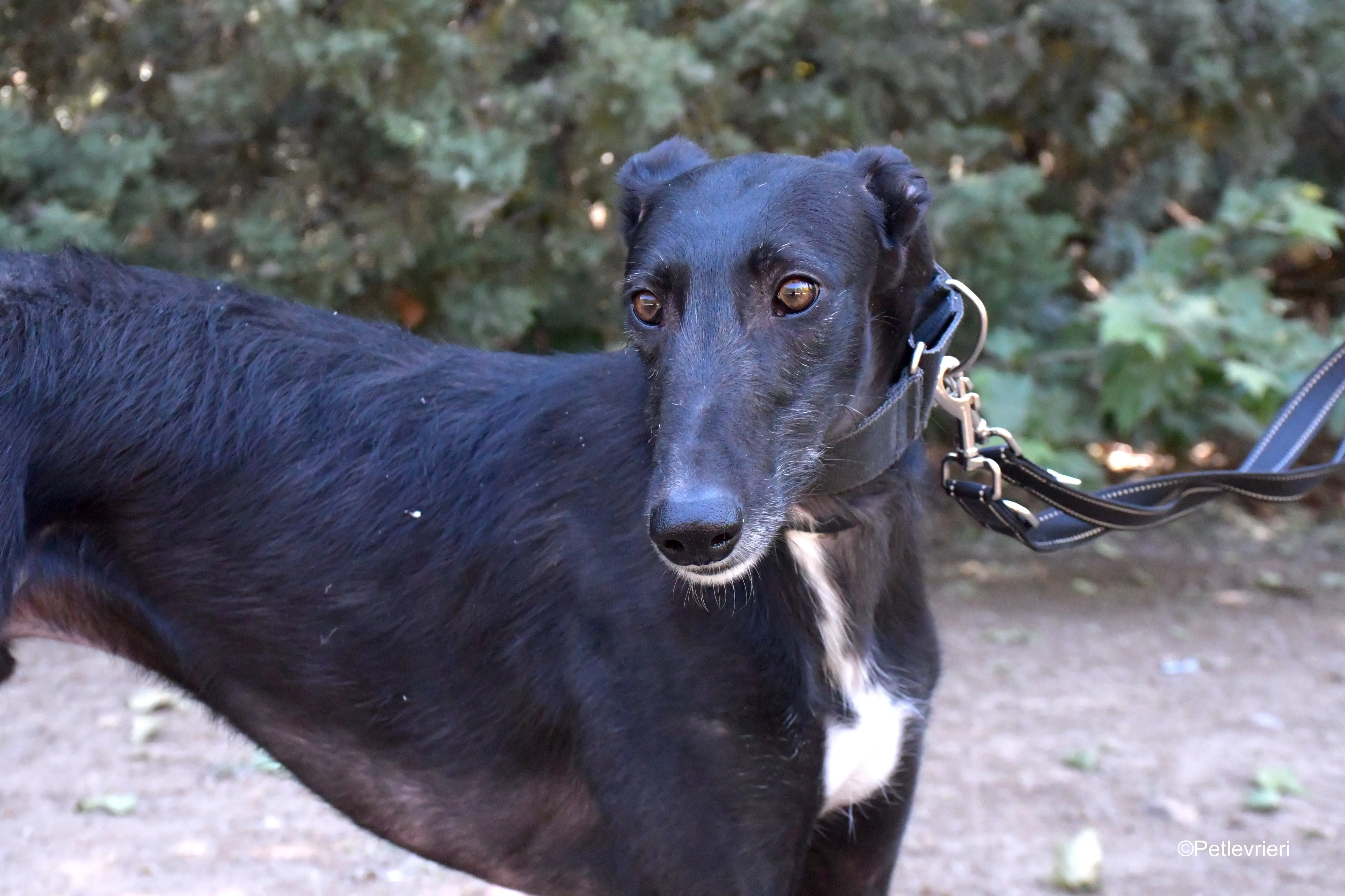 fulgencio adozione levrieri galgo 3