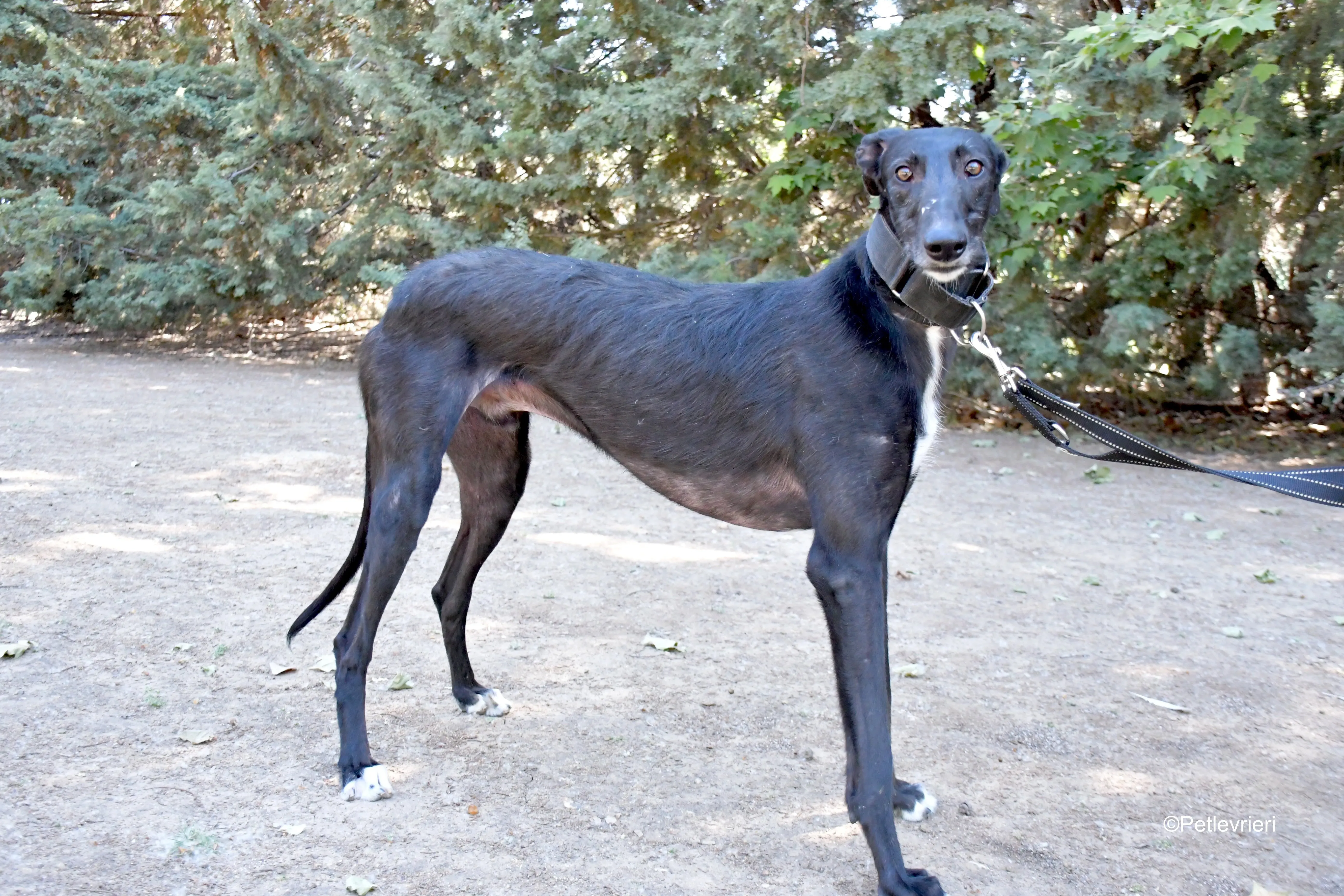 fulgencio adozione levrieri galgo 4