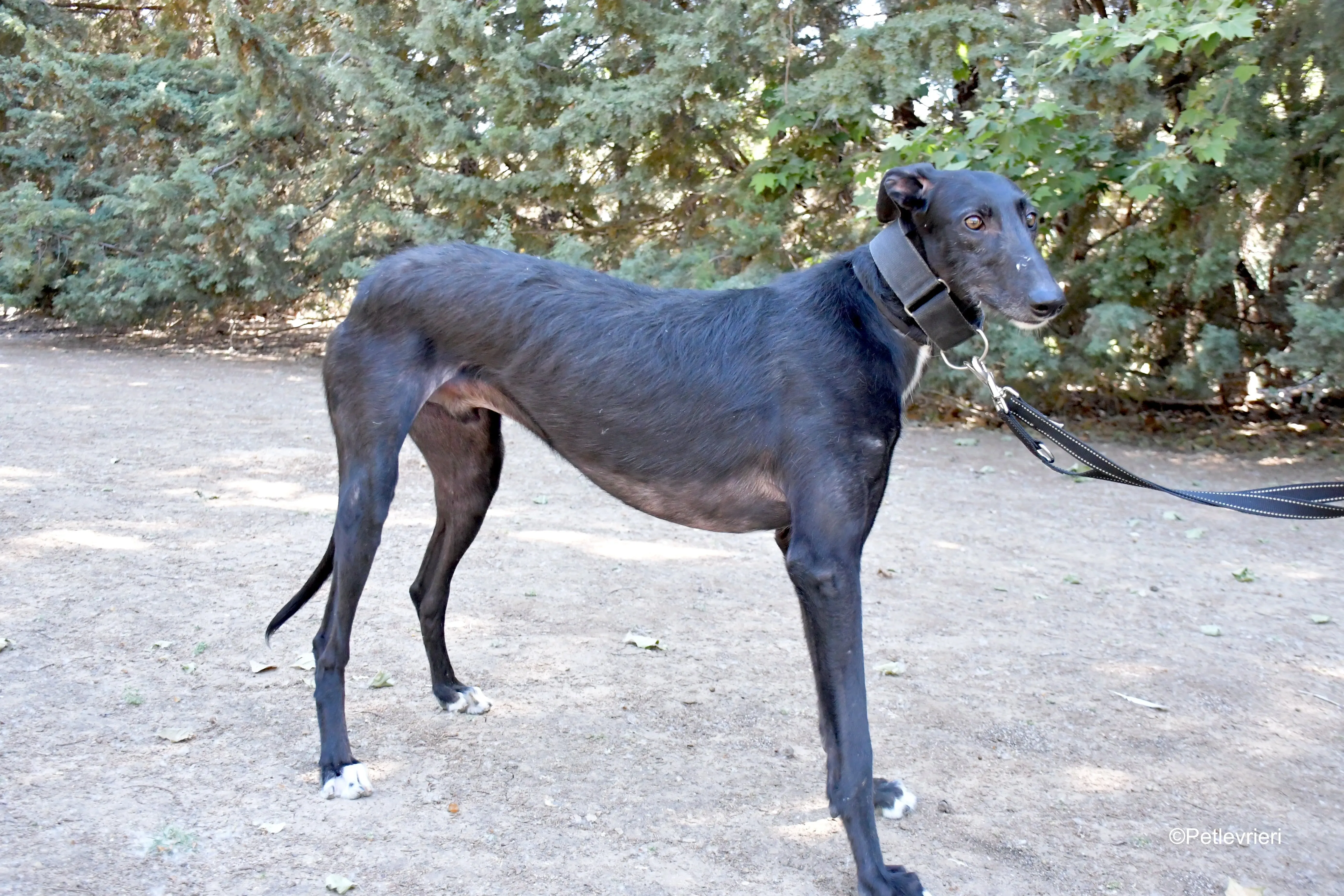 fulgencio adozione levrieri galgo 5