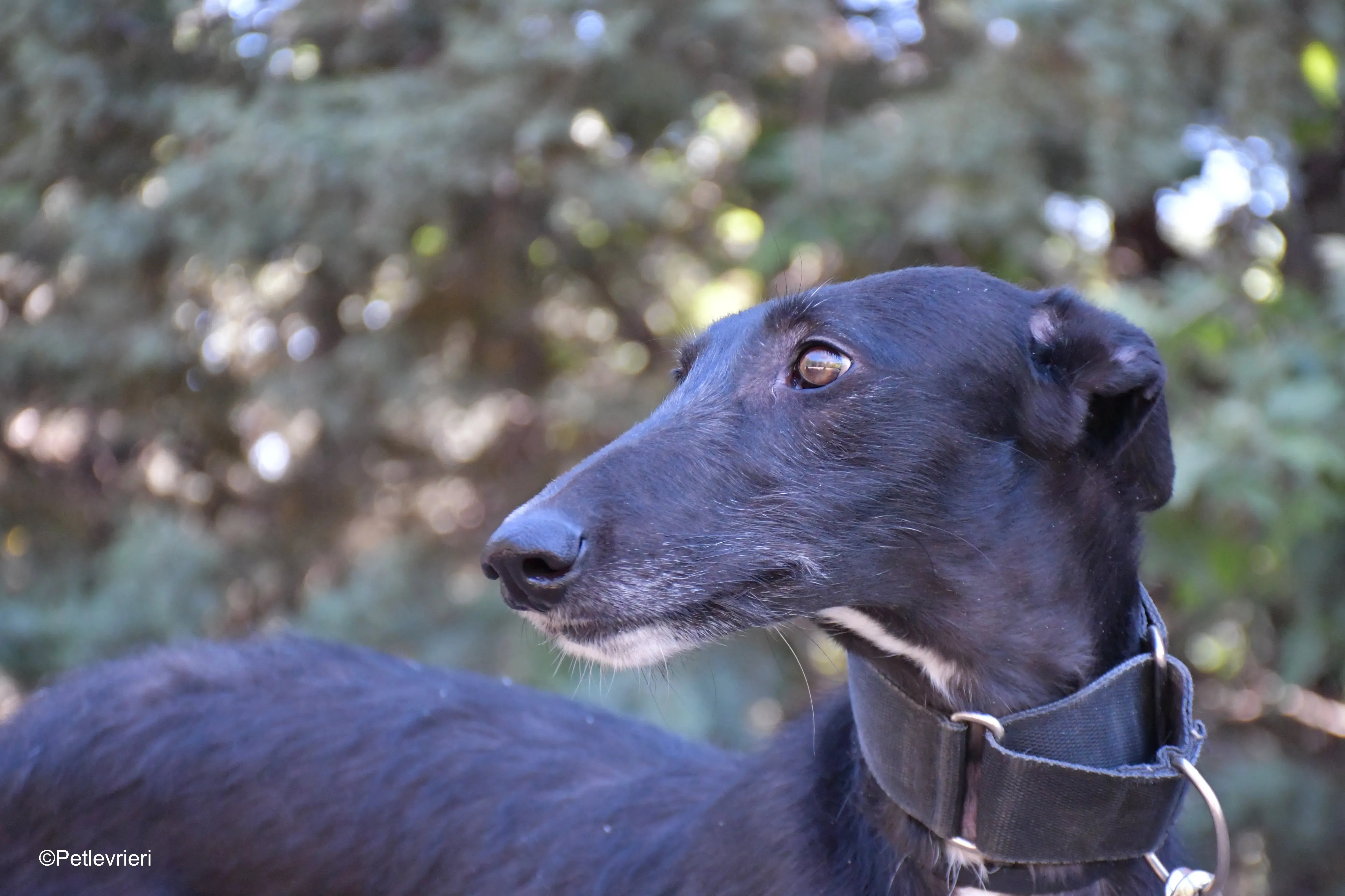 fulgencio adozione levrieri galgo 6