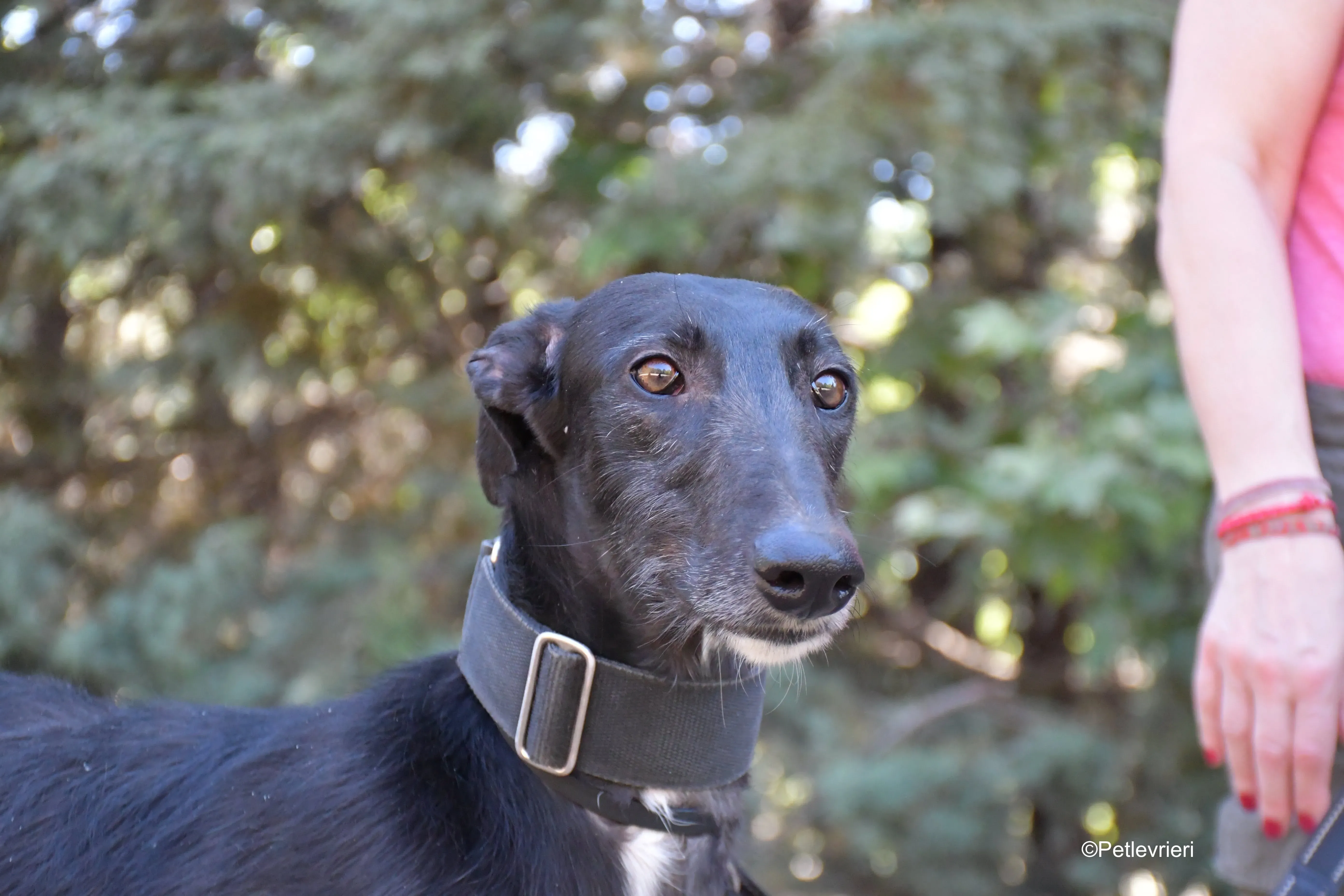 fulgencio adozione levrieri galgo 7