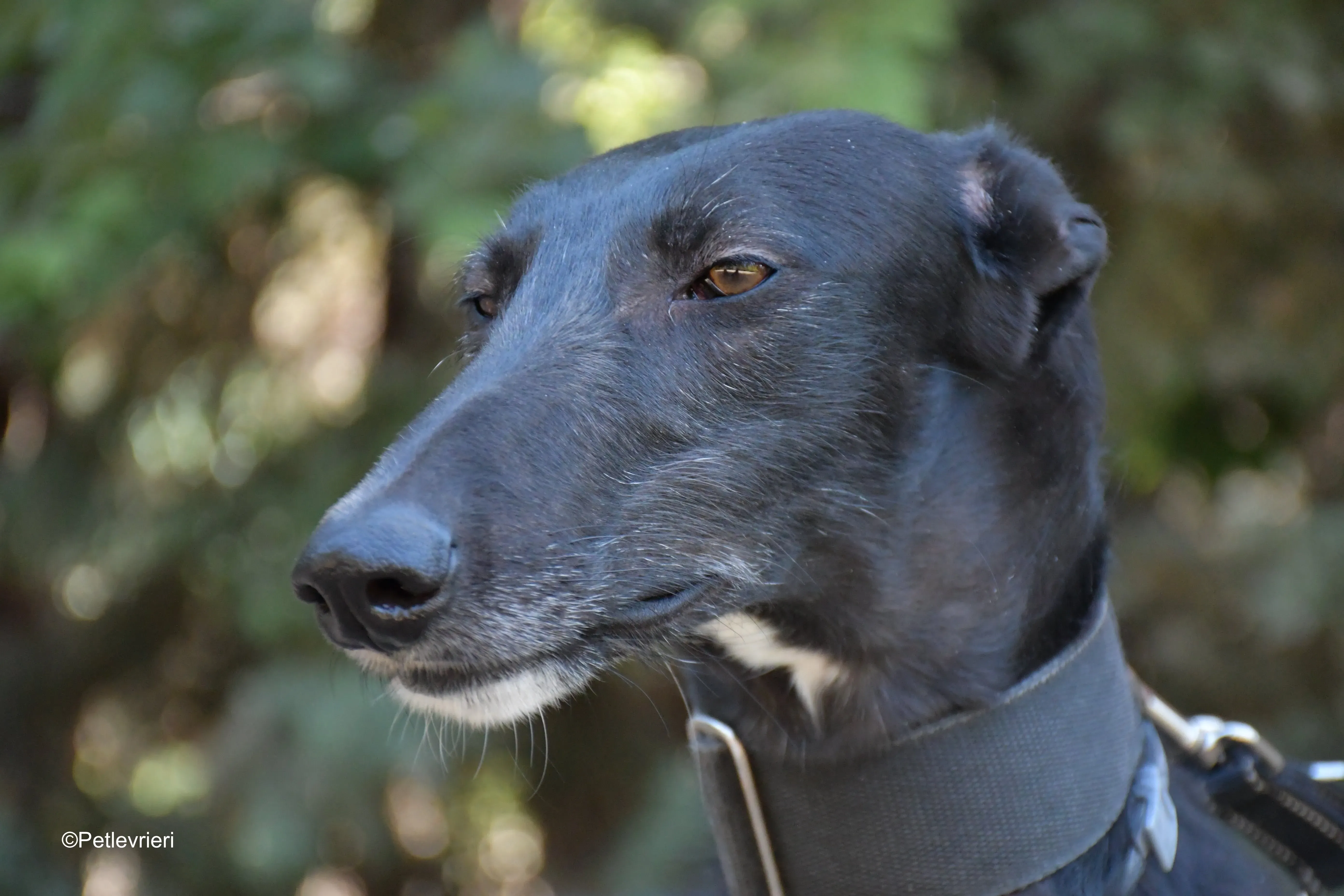 fulgencio adozione levrieri galgo 8
