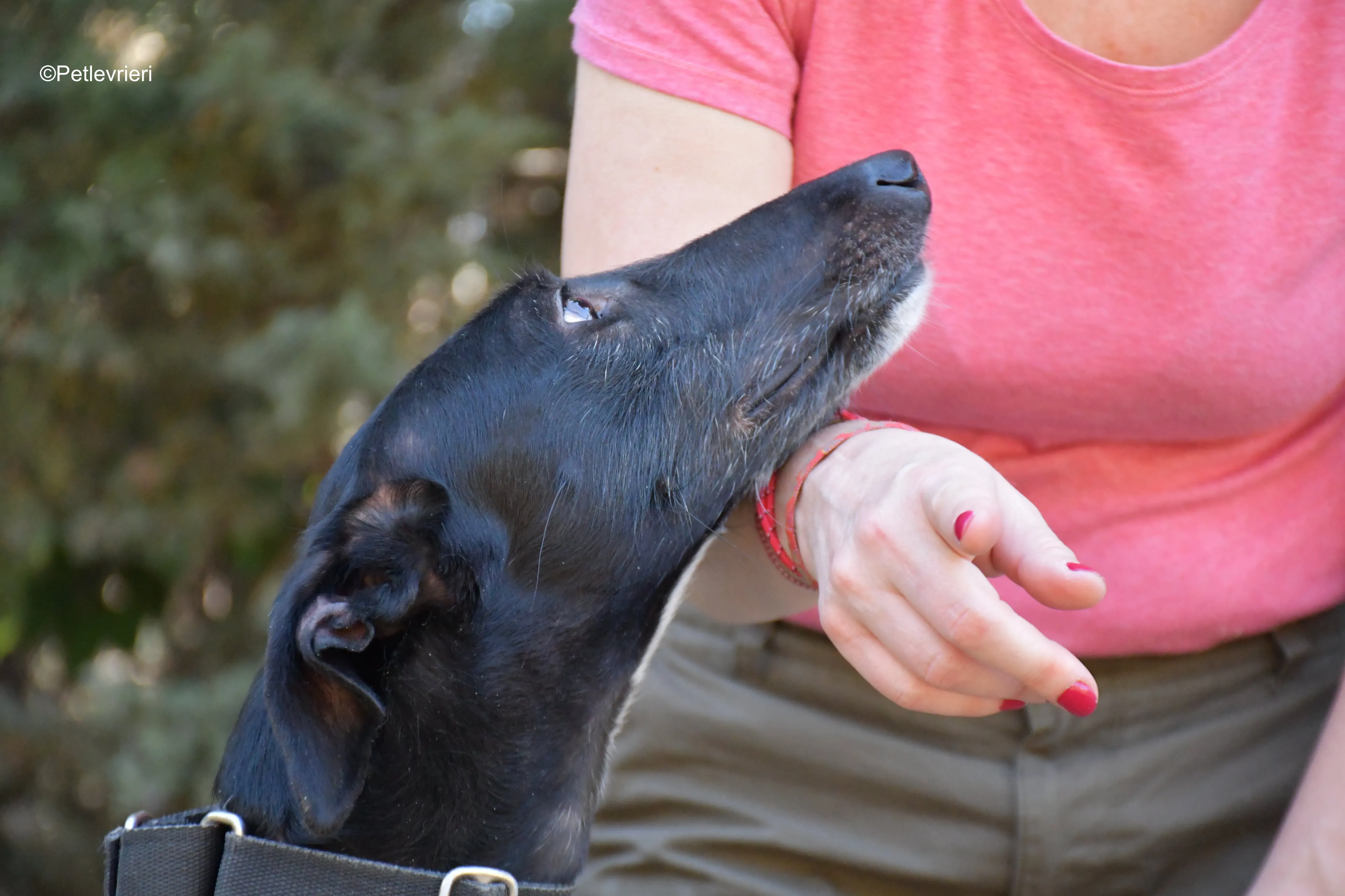 fulgencio adozione levrieri galgo 9 1