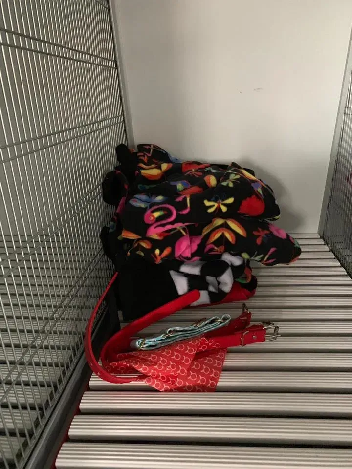 furgone trasporto greyhound macao 10