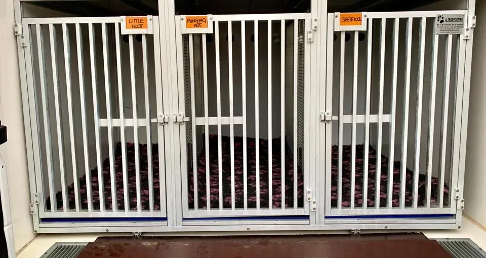 furgone trasporto greyhound macao 2