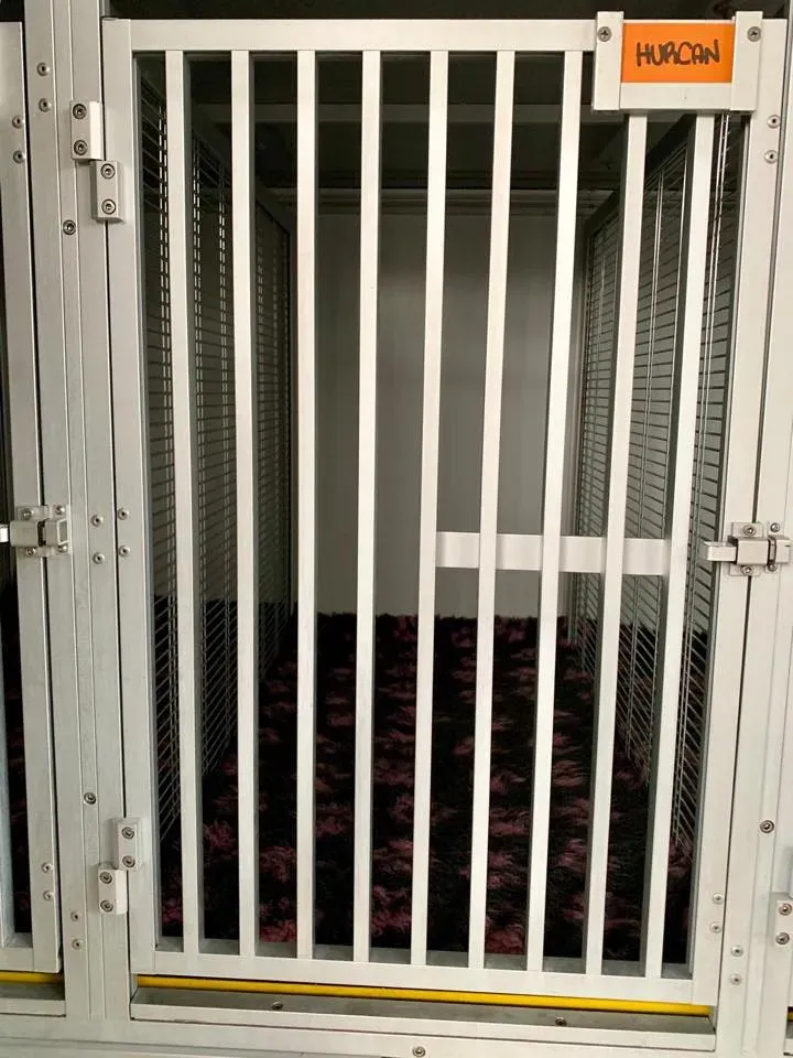 furgone trasporto greyhound macao 7