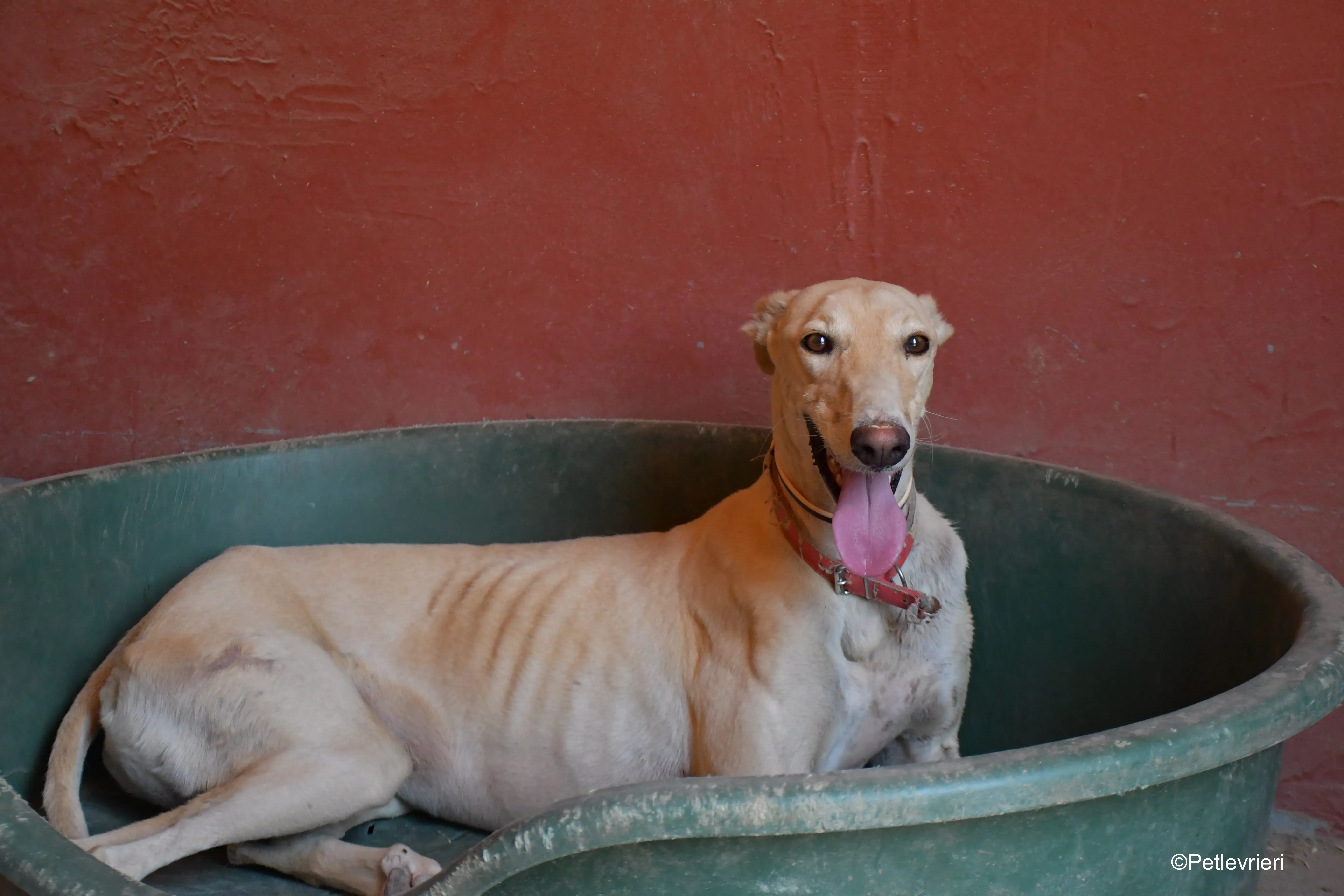 gabriel adozione levrieri galgo 1