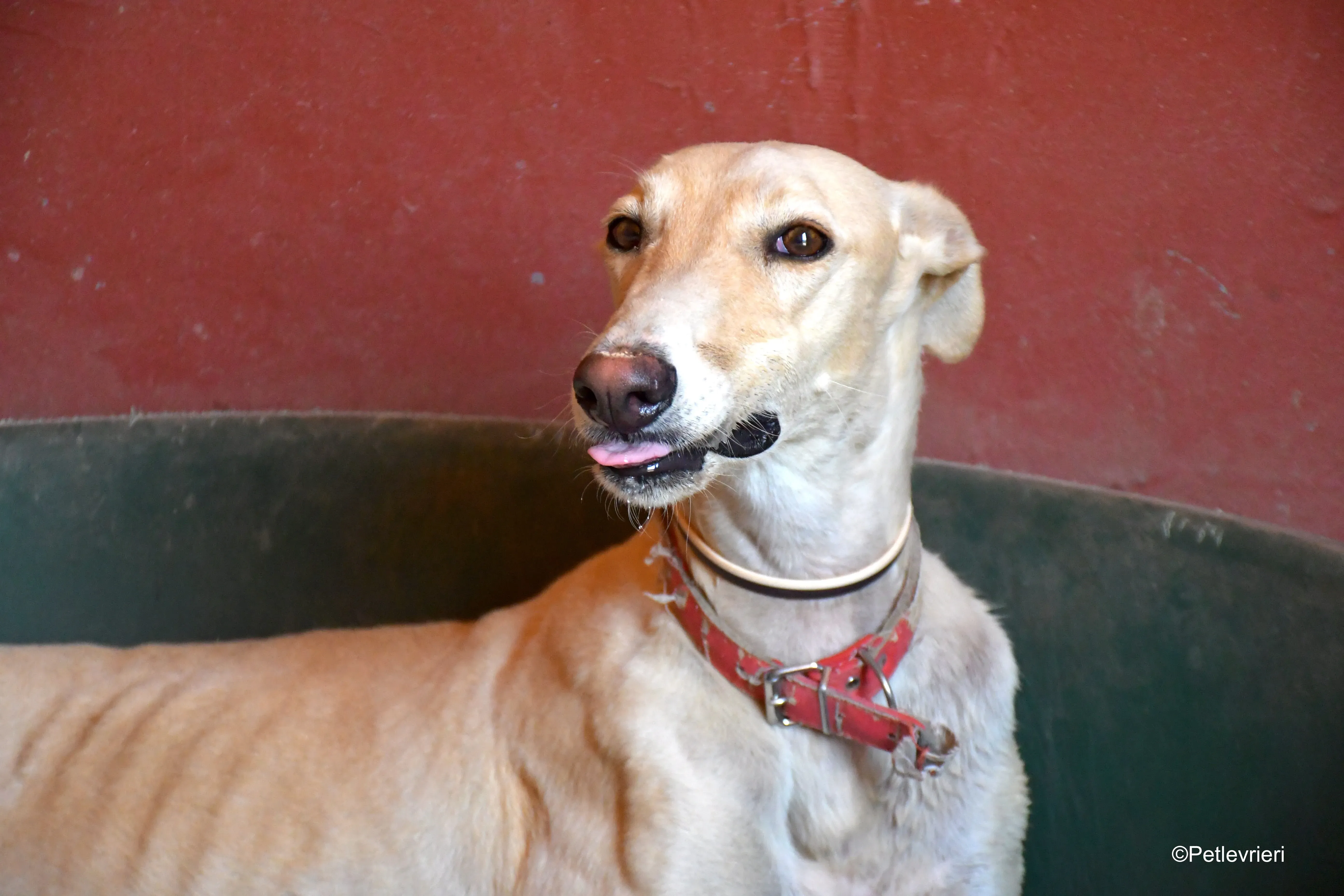 gabriel adozione levrieri galgo 2