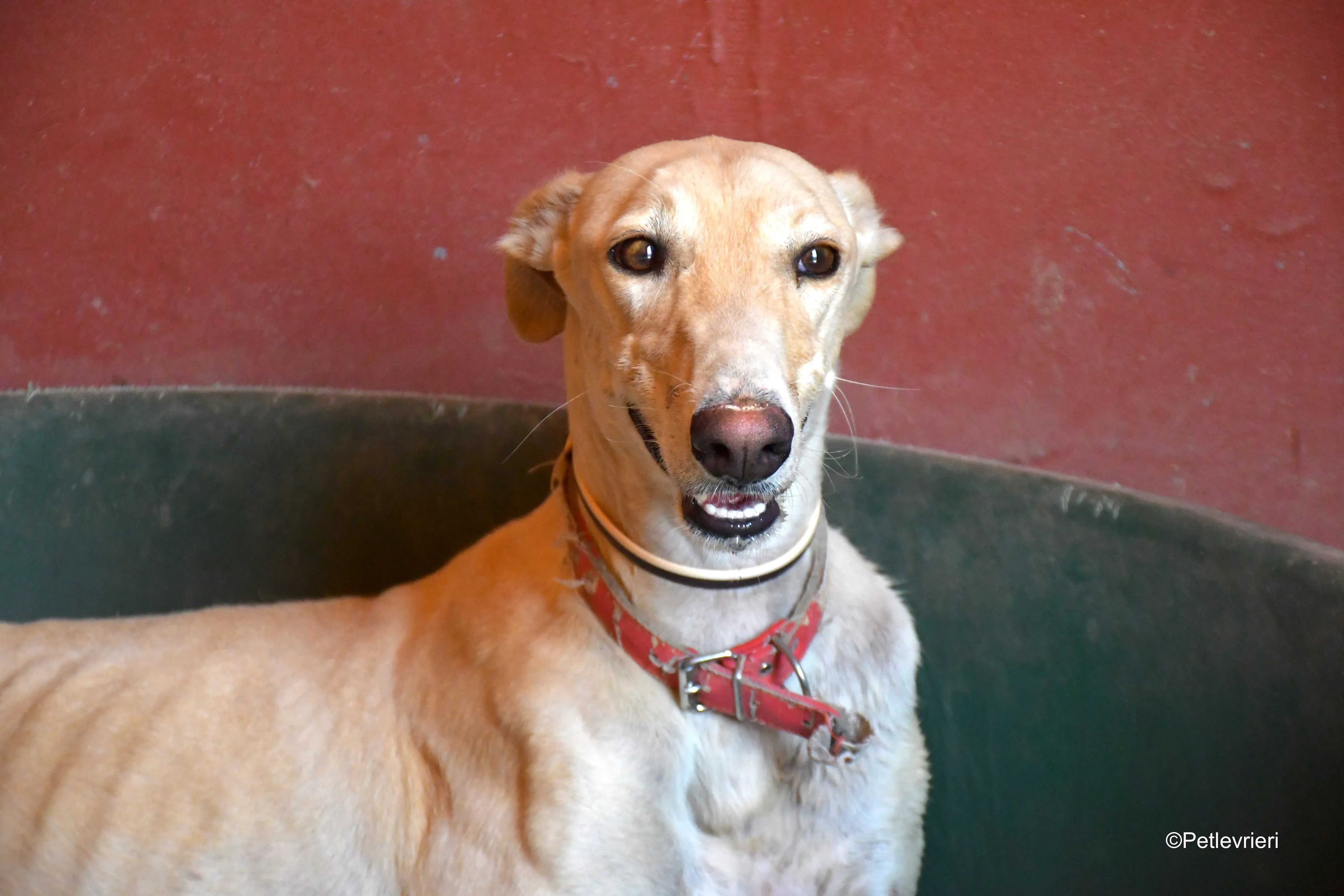 gabriel adozione levrieri galgo 3