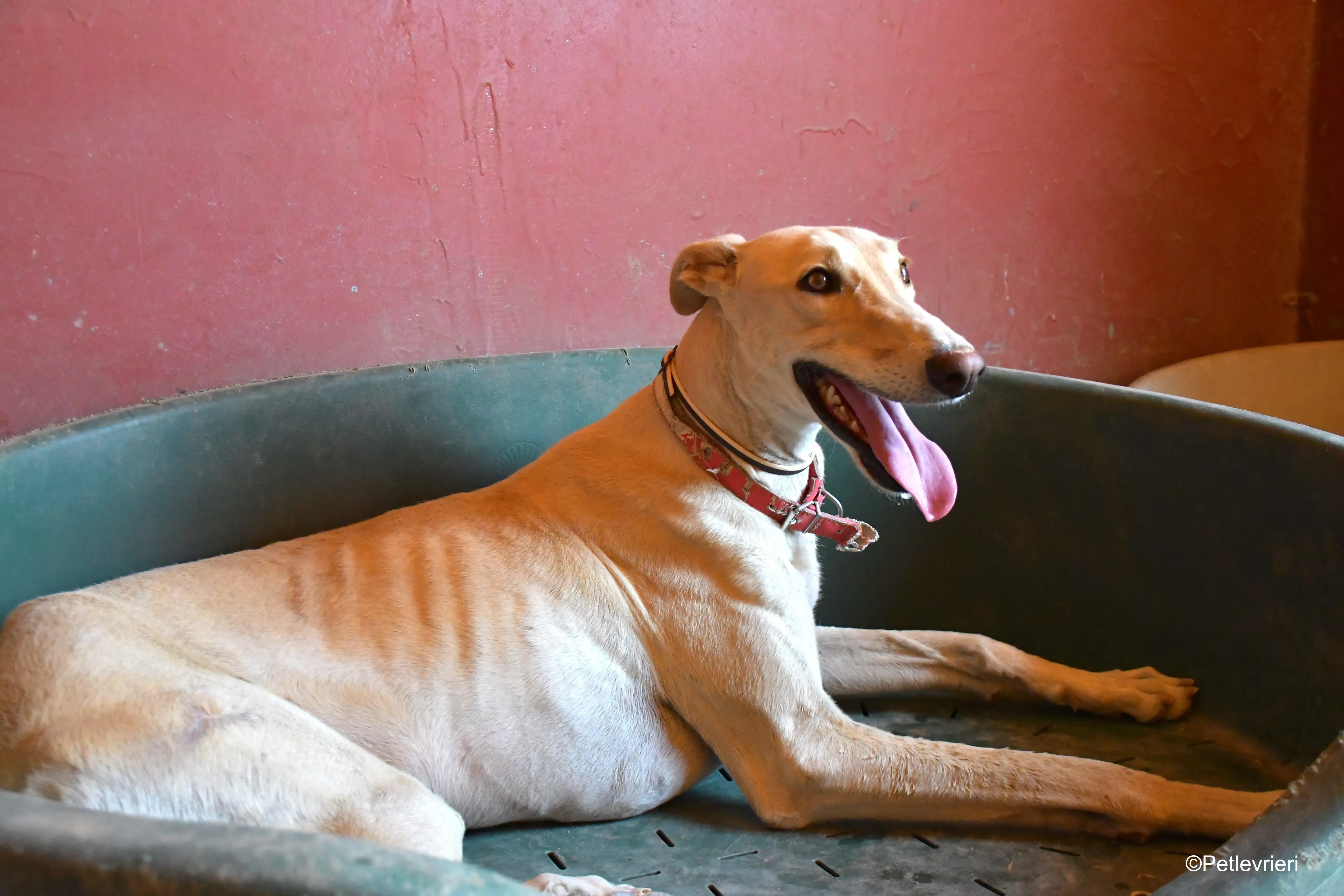 gabriel adozione levrieri galgo 4