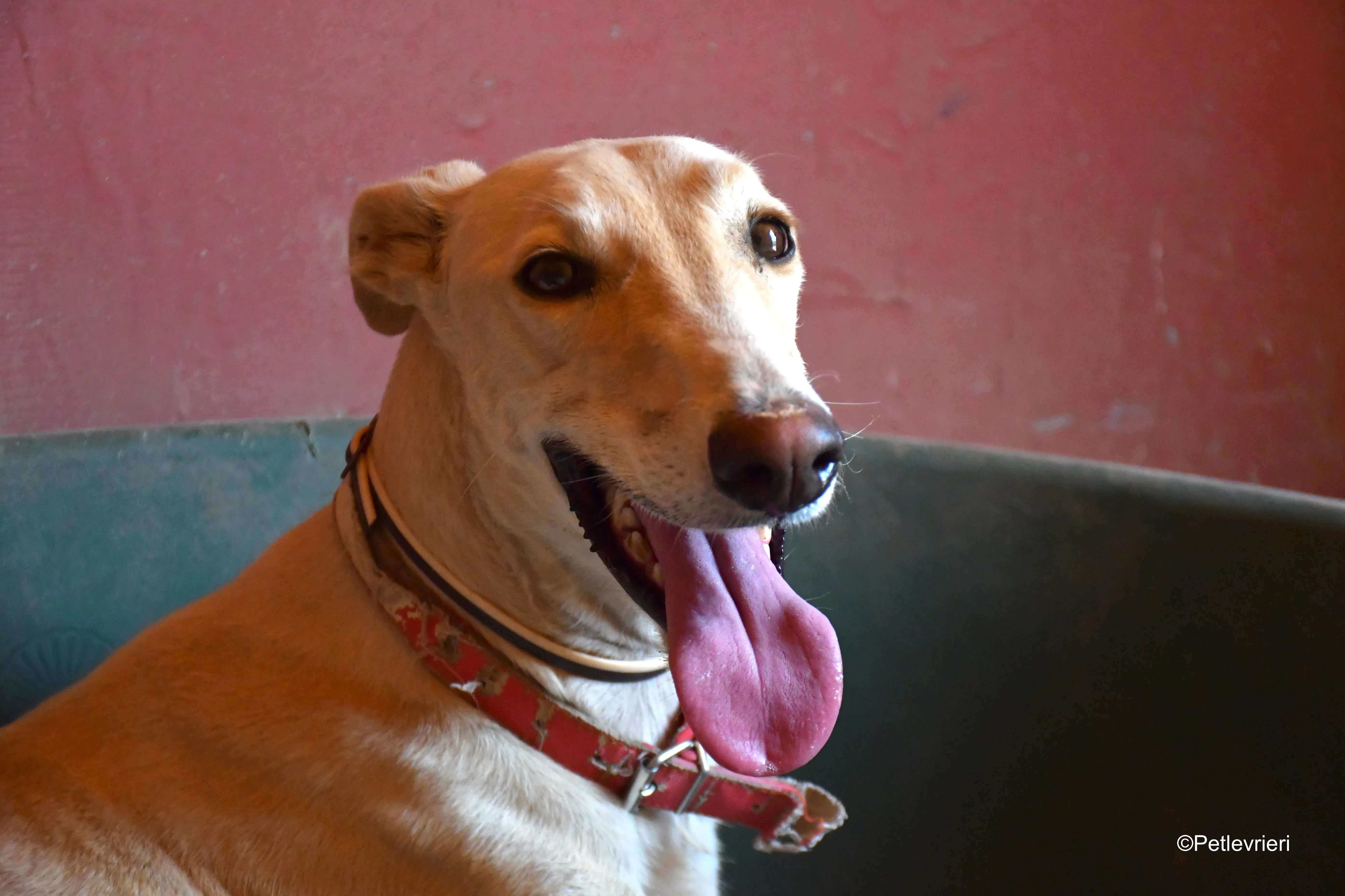 gabriel adozione levrieri galgo 5