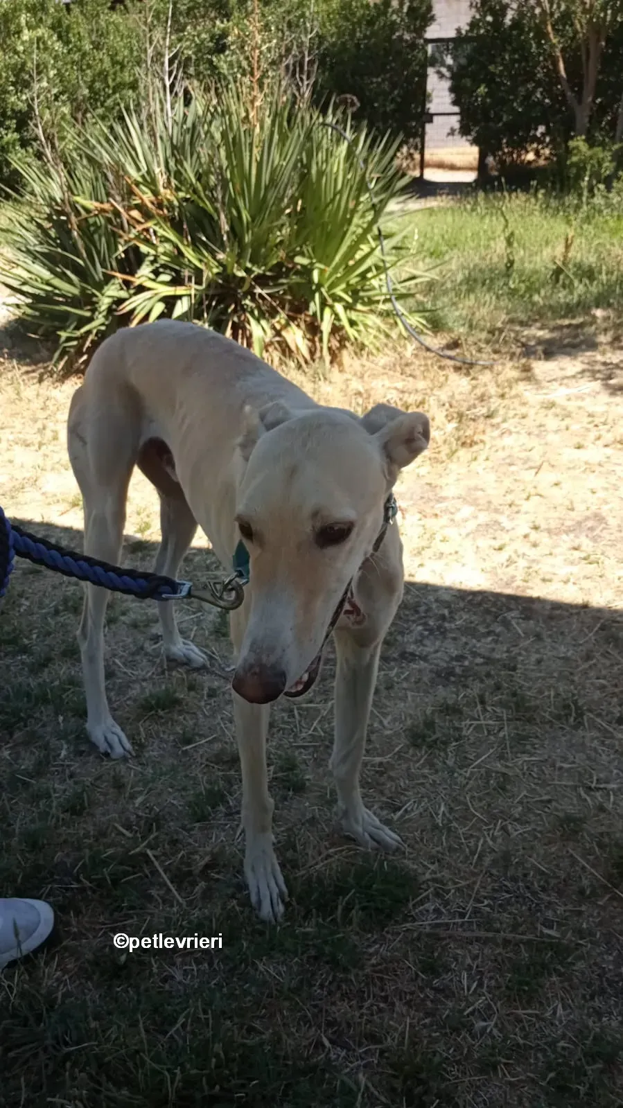 gabriel galgo adozione pet levrieri 05