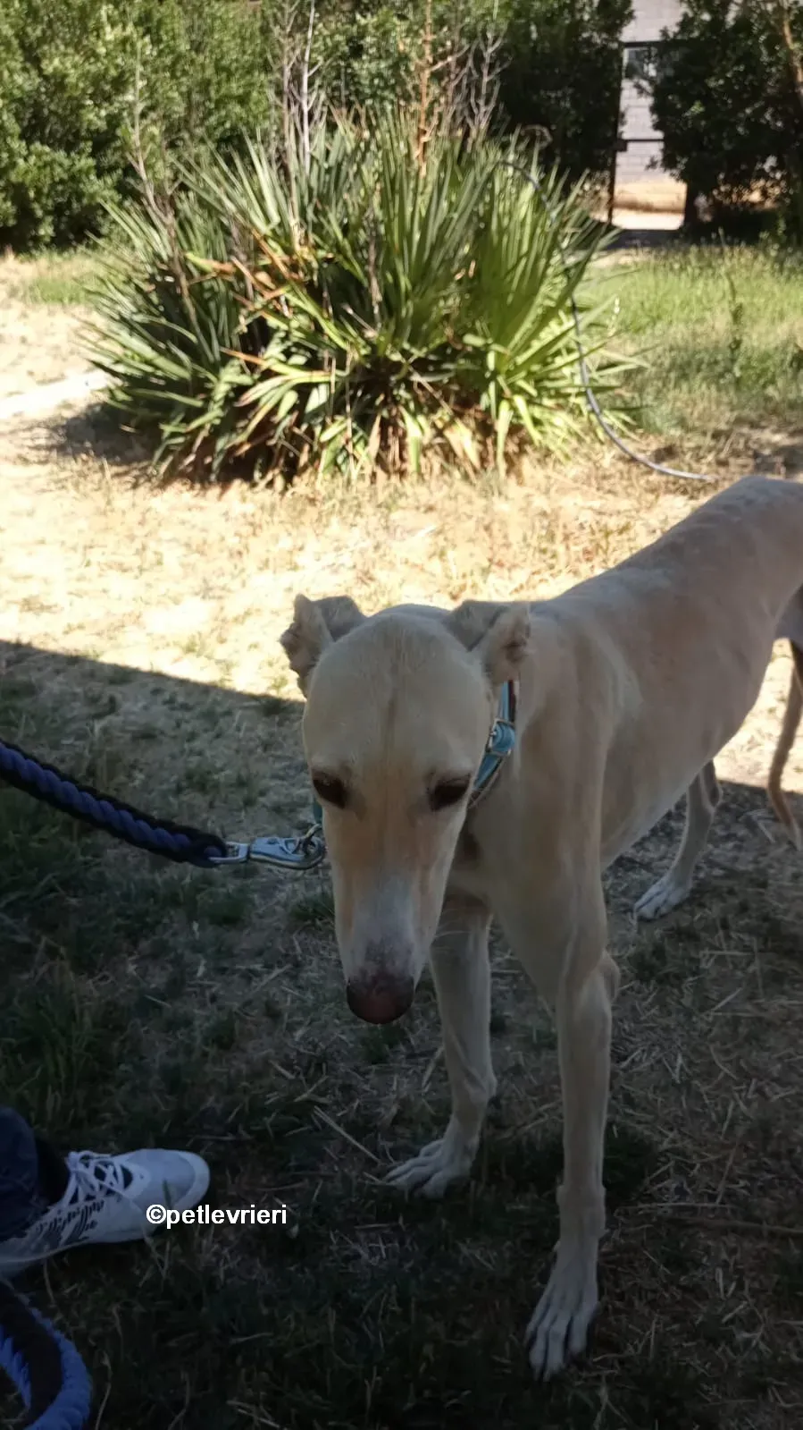 gabriel galgo adozione pet levrieri 06