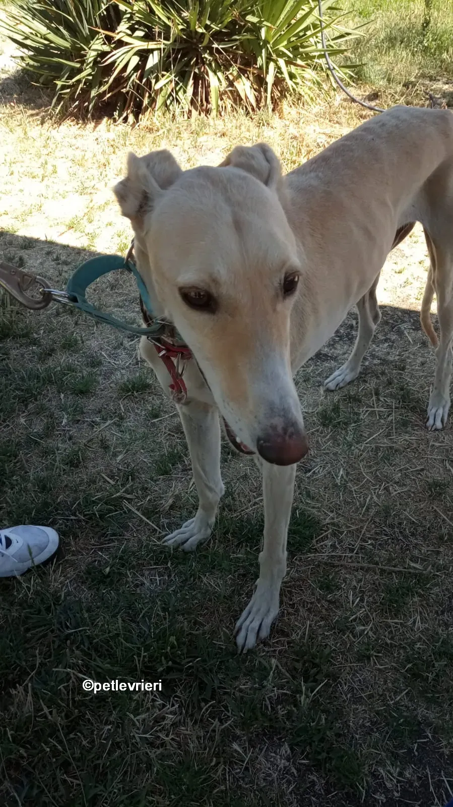 gabriel galgo adozione pet levrieri 07