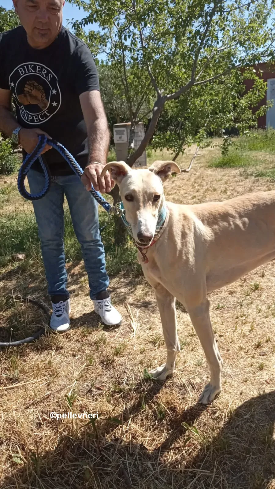 gabriel galgo adozione pet levrieri 08