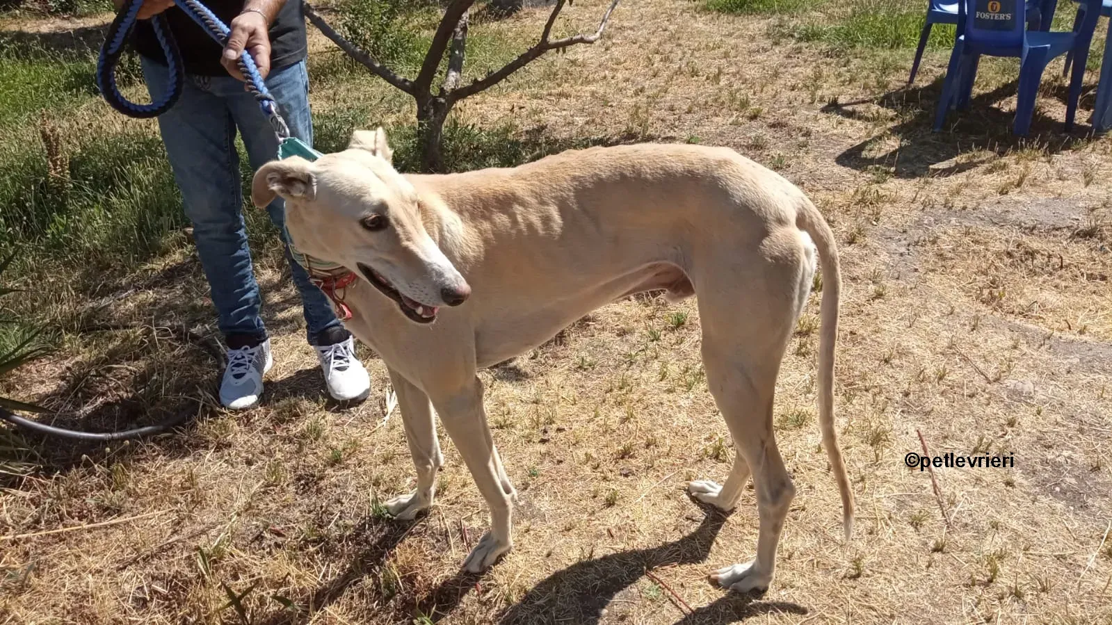 gabriel galgo adozione pet levrieri 09