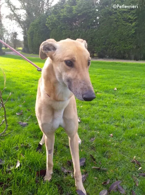 gain adozione levrieri greyhound 1