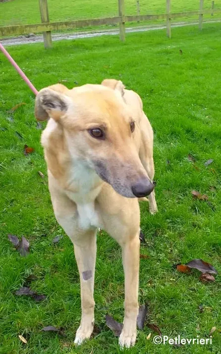 gain adozione levrieri greyhound 2