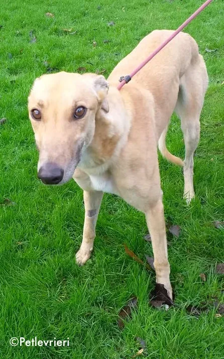 gain adozione levrieri greyhound 3