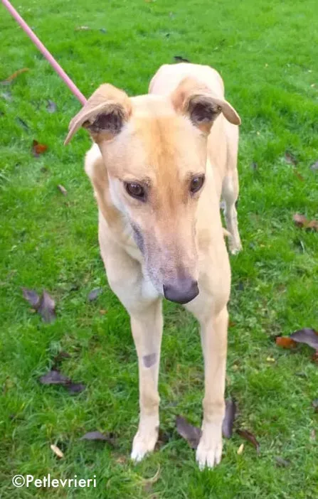 gain adozione levrieri greyhound 4