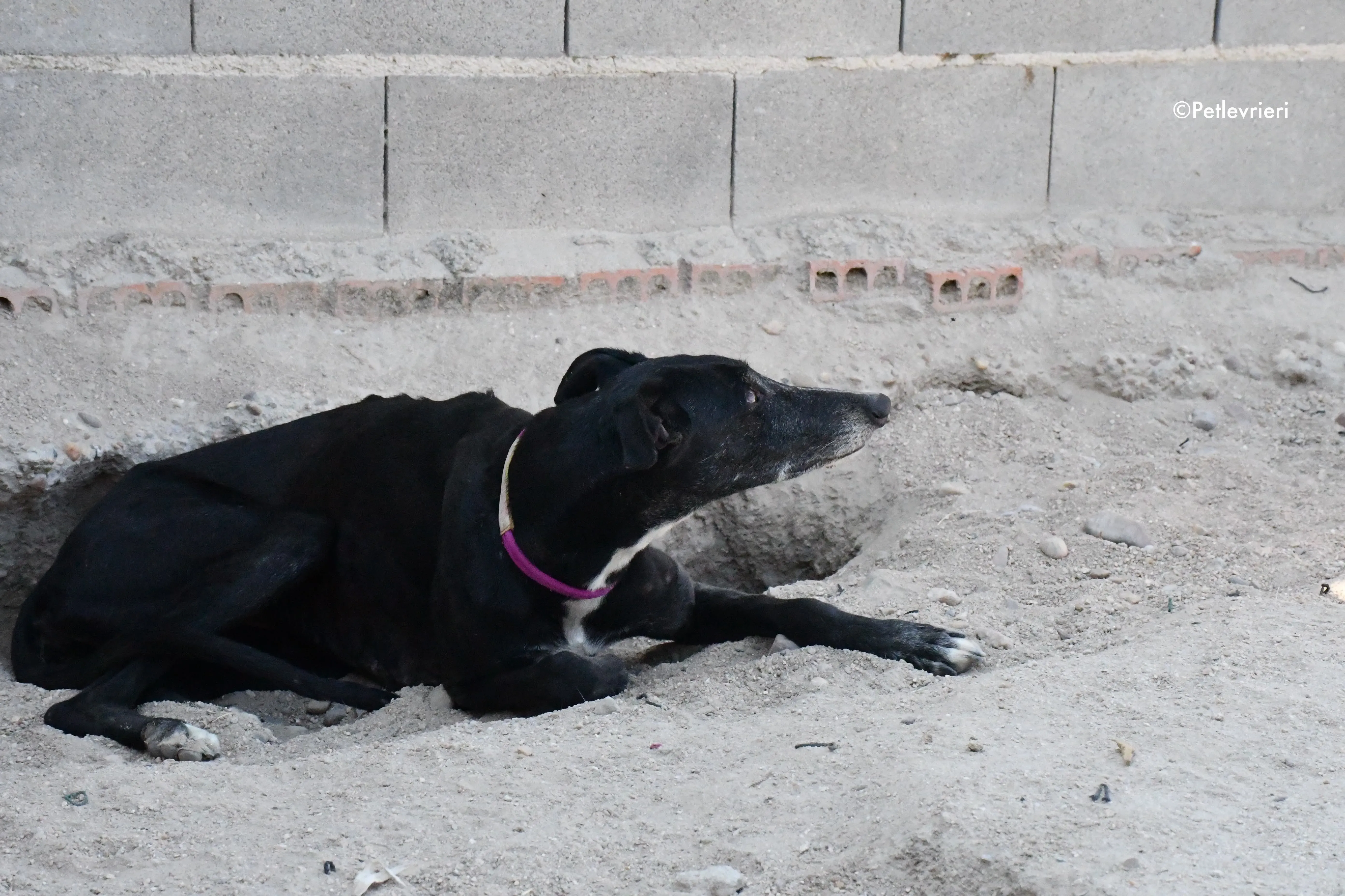 galassia adozione levrieri galgo 1