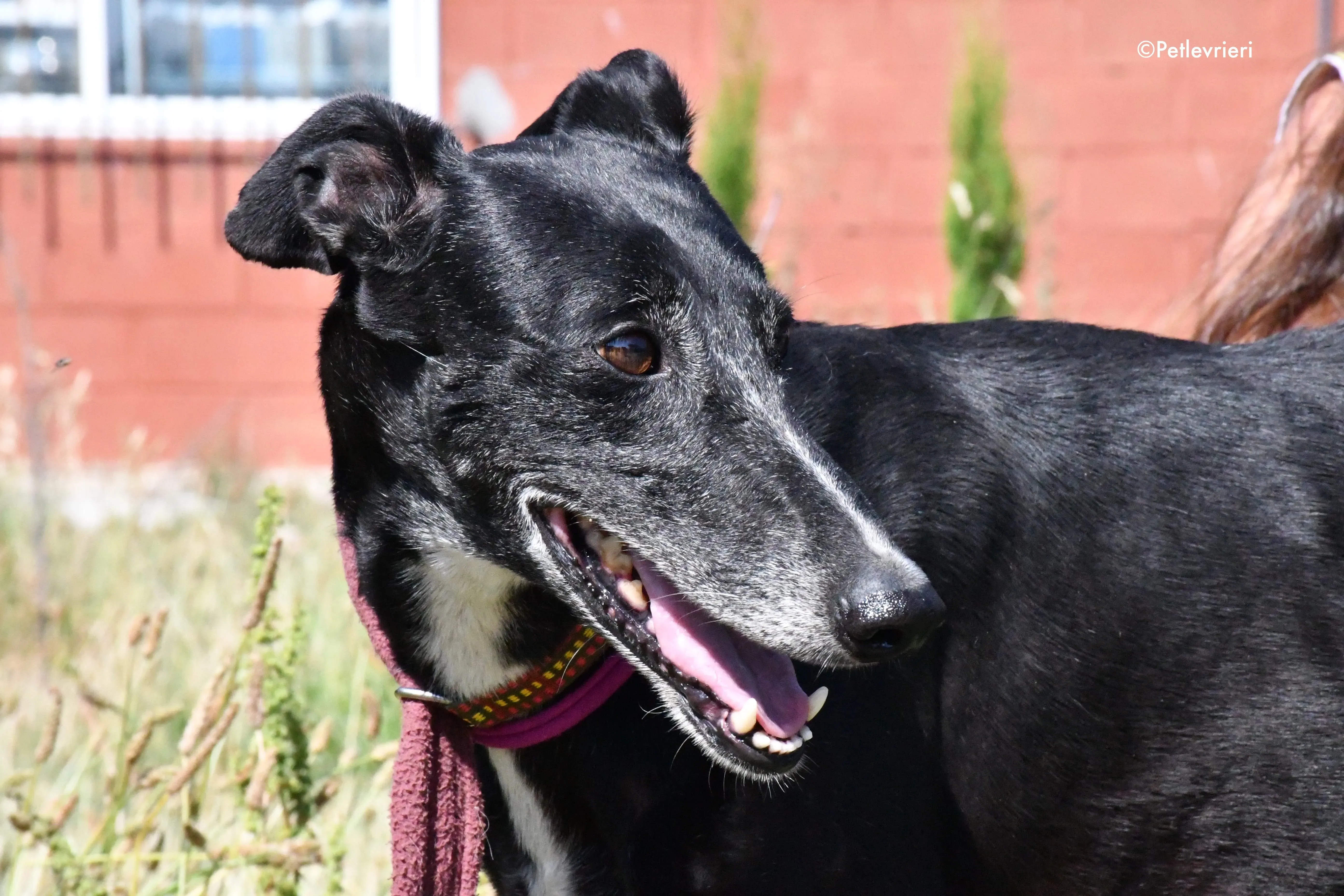 galassia adozione levrieri galgo 10