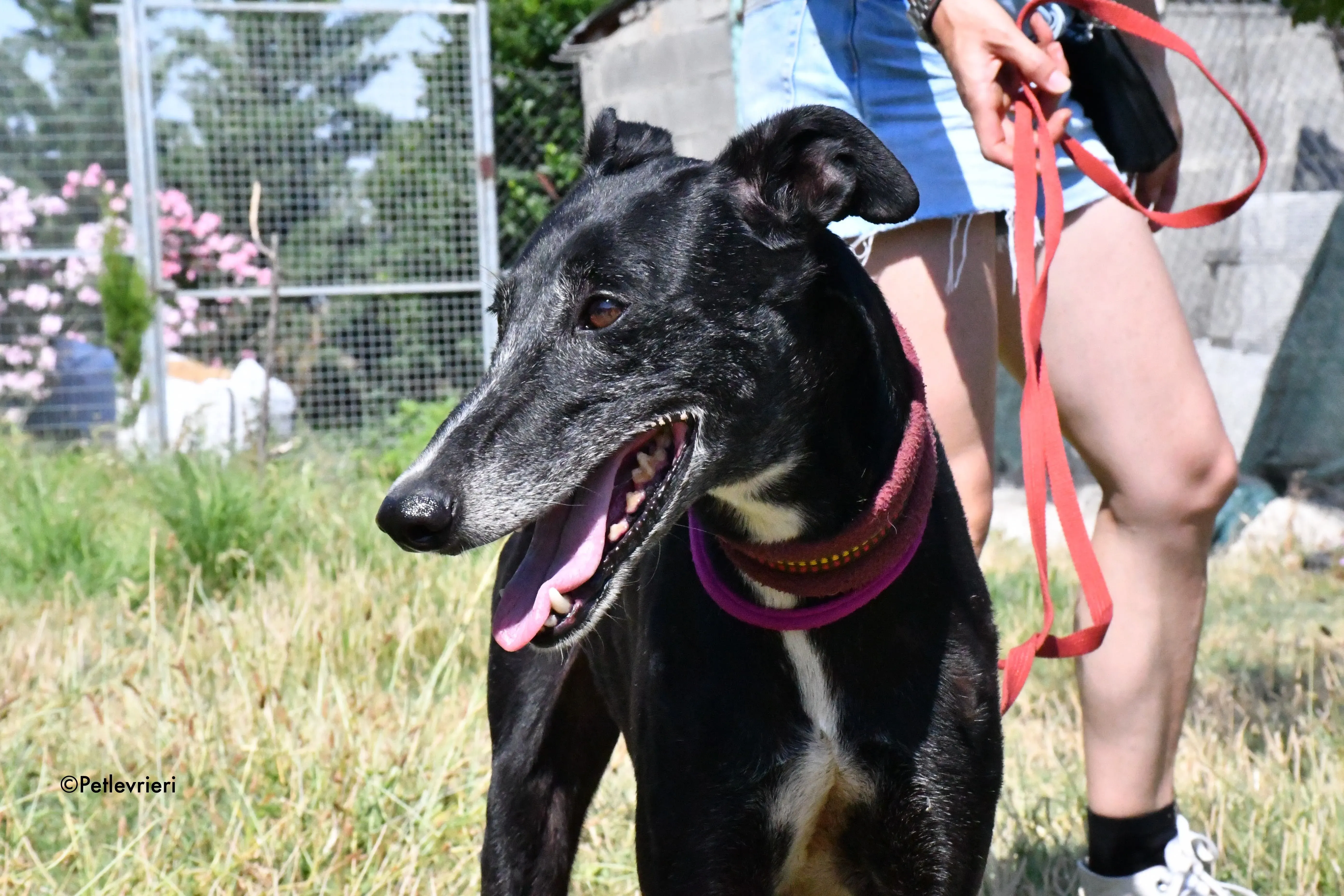 galassia adozione levrieri galgo 11