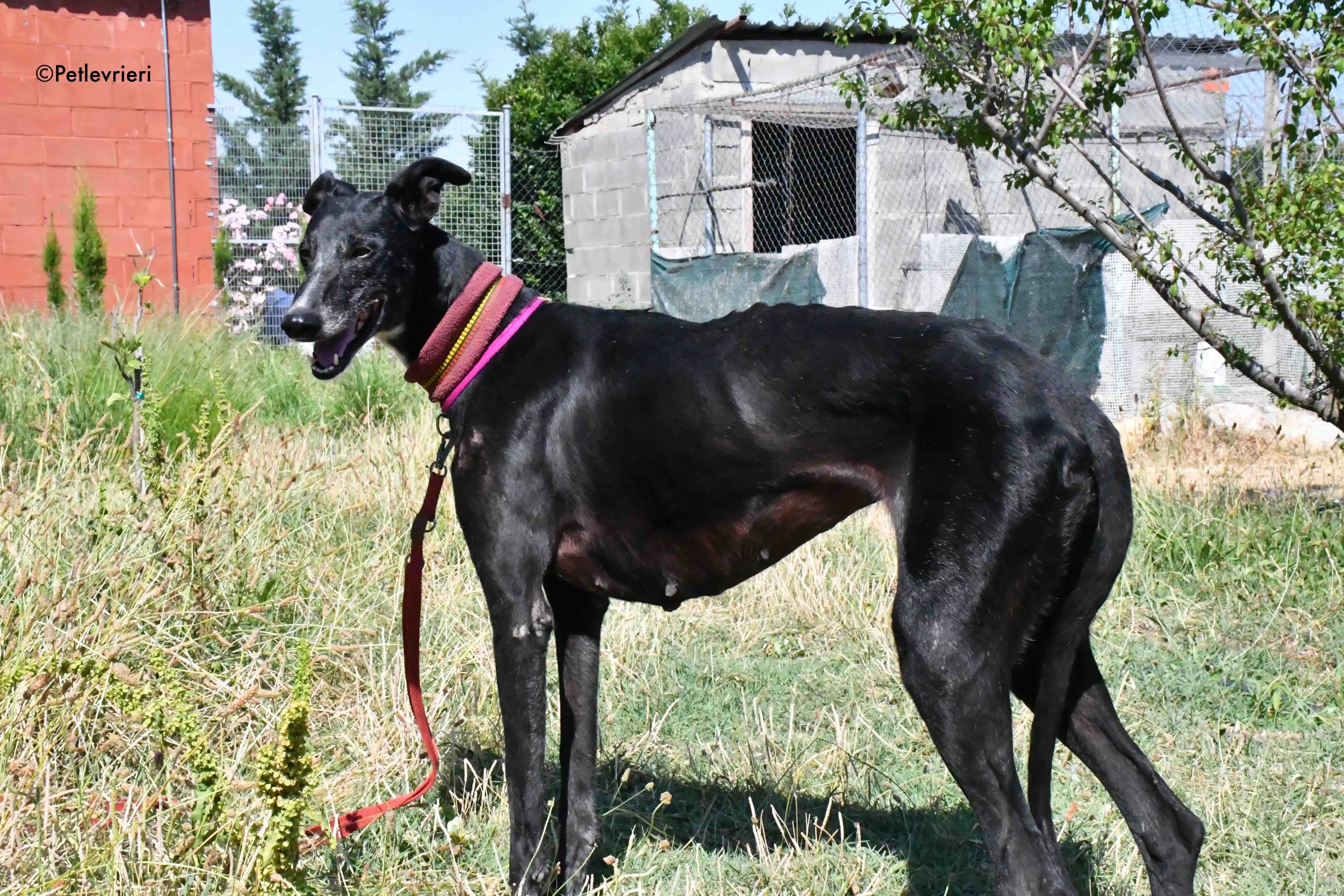 galassia adozione levrieri galgo 12