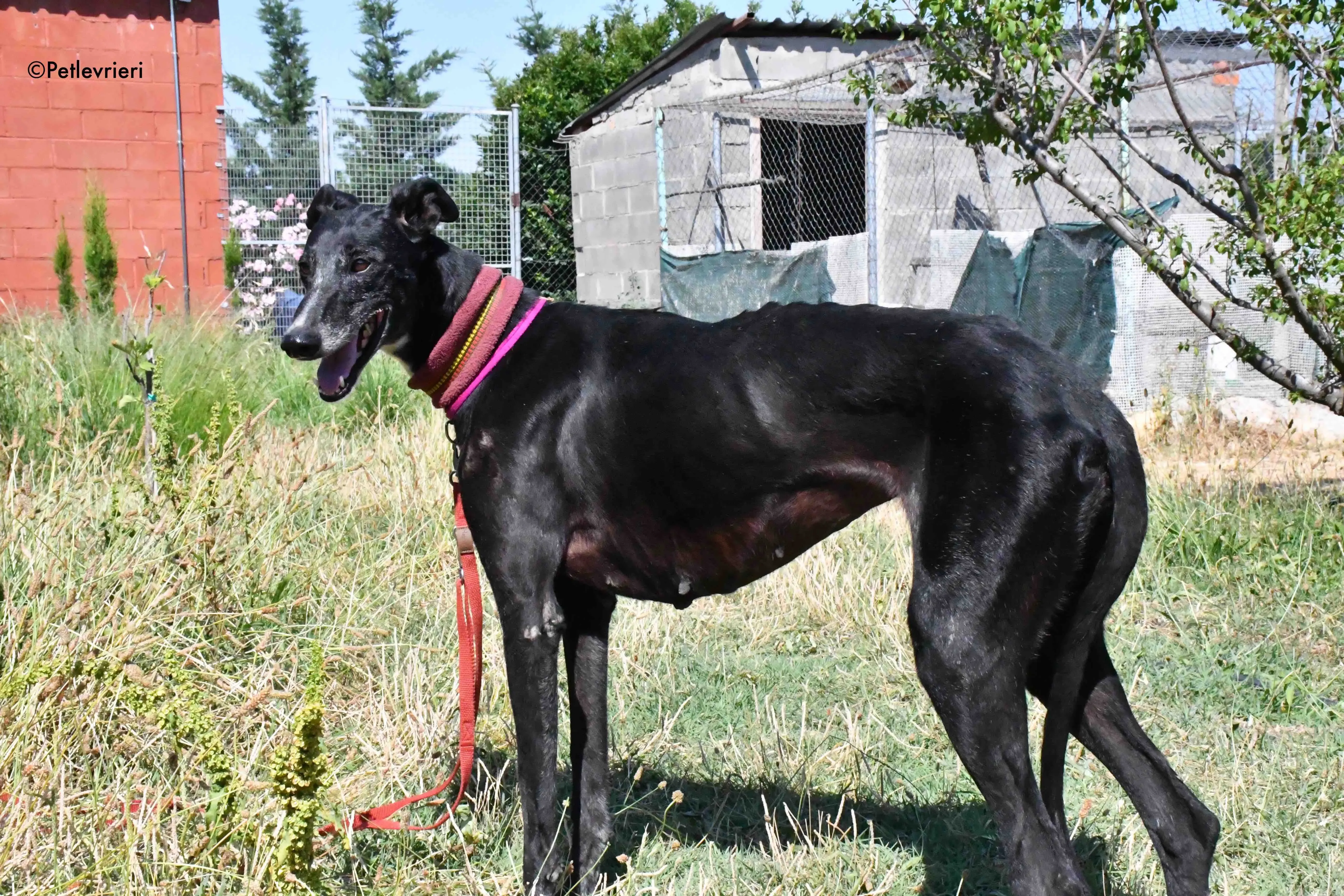galassia adozione levrieri galgo 13