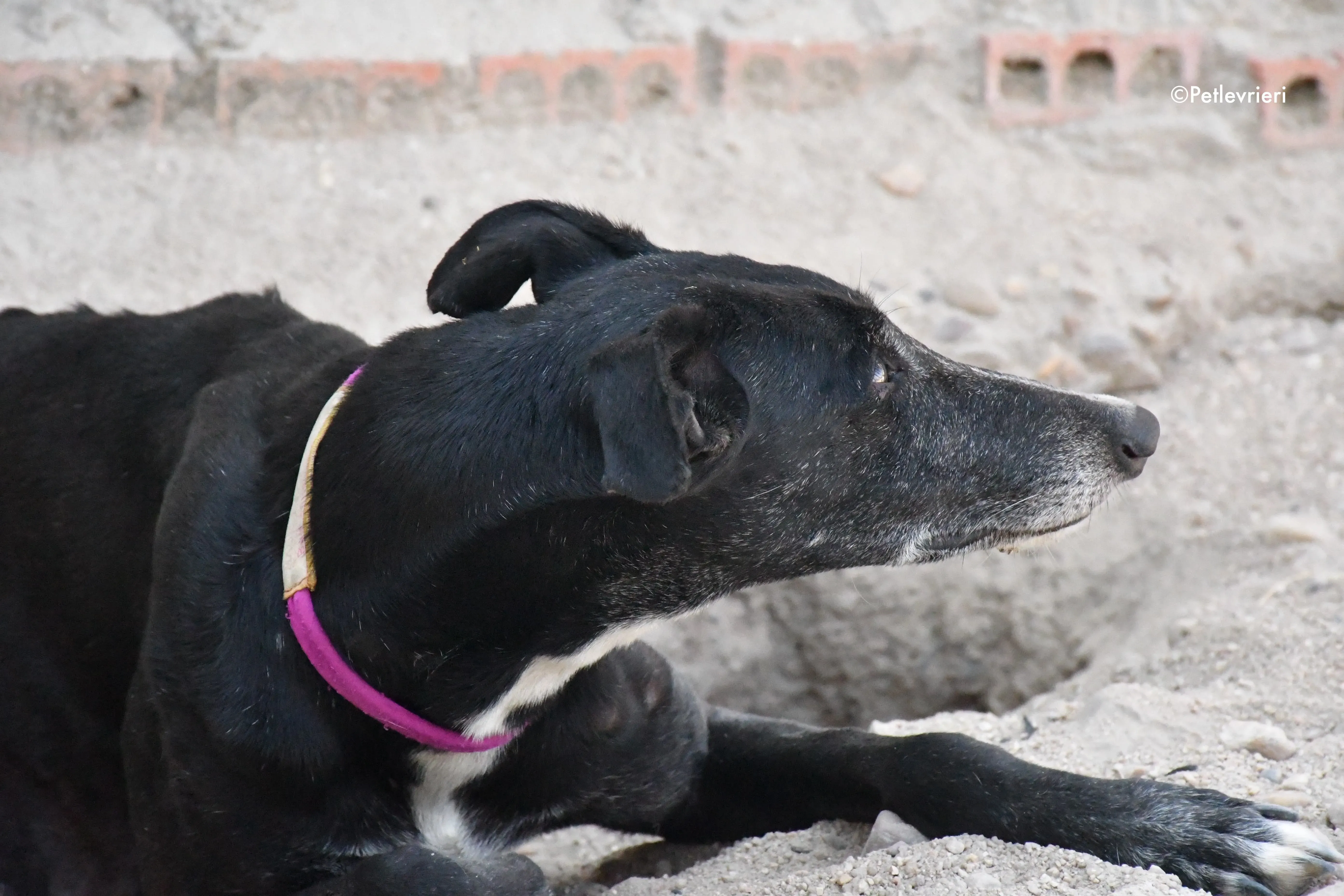 galassia adozione levrieri galgo 2