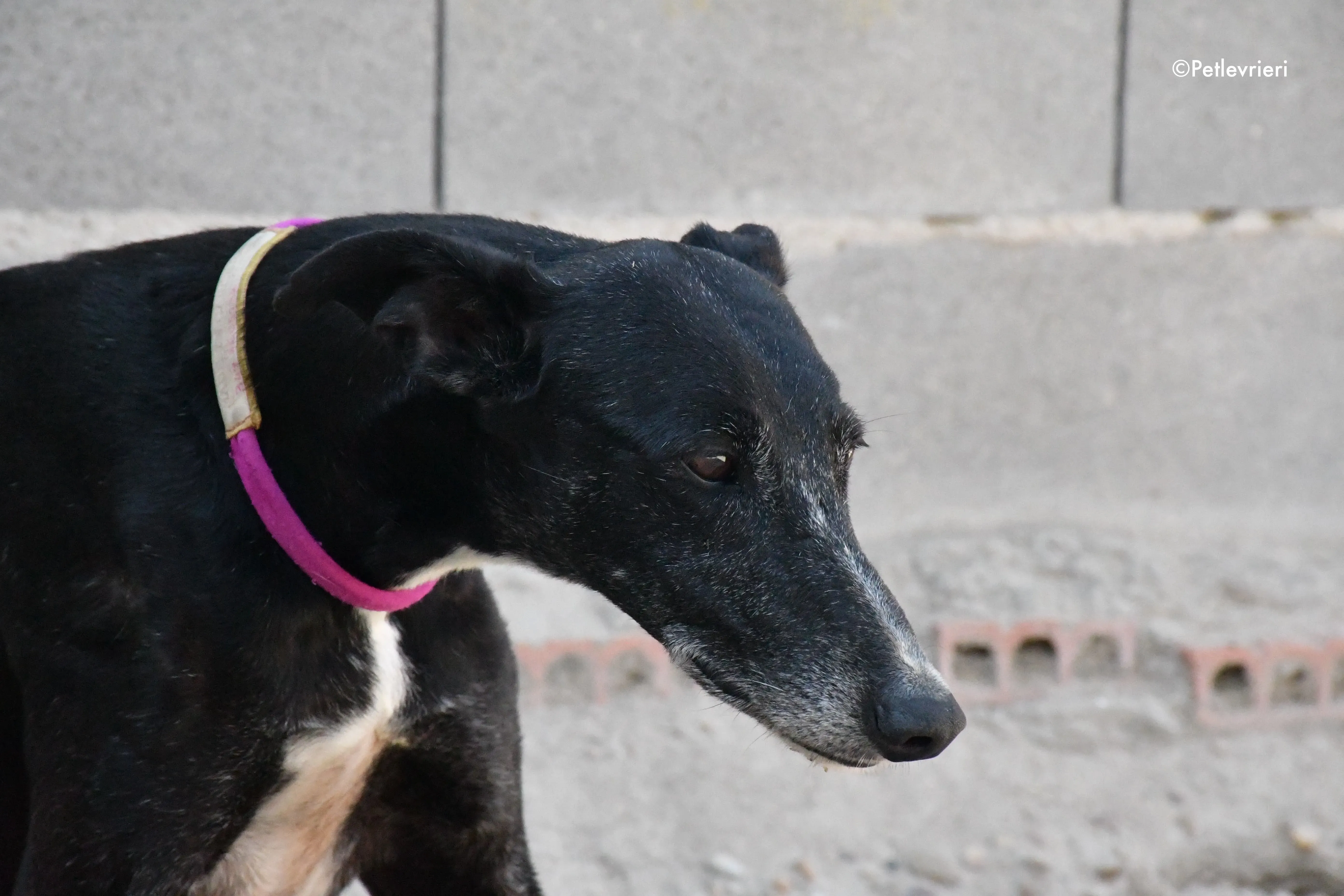 galassia adozione levrieri galgo 3