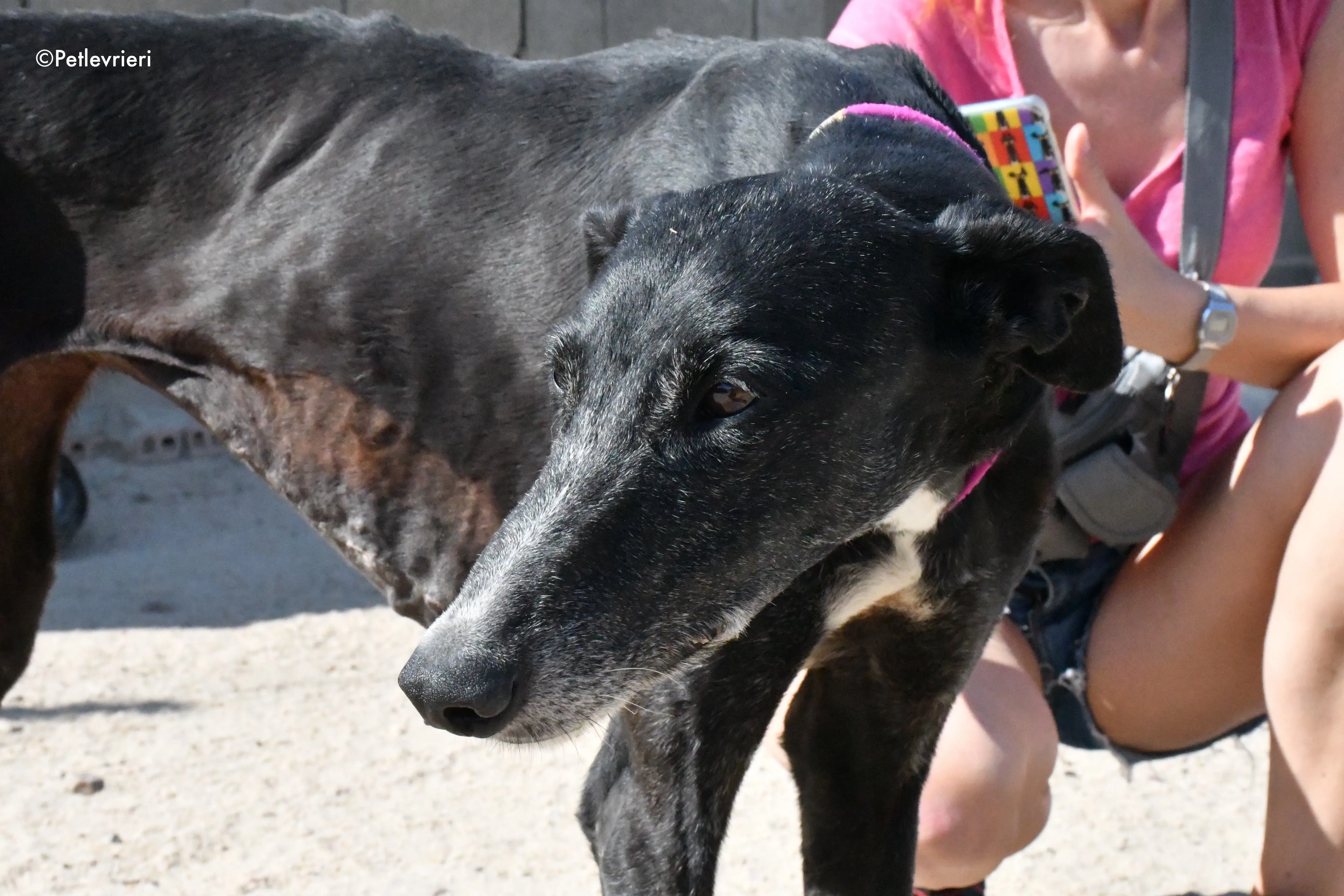 galassia adozione levrieri galgo 4