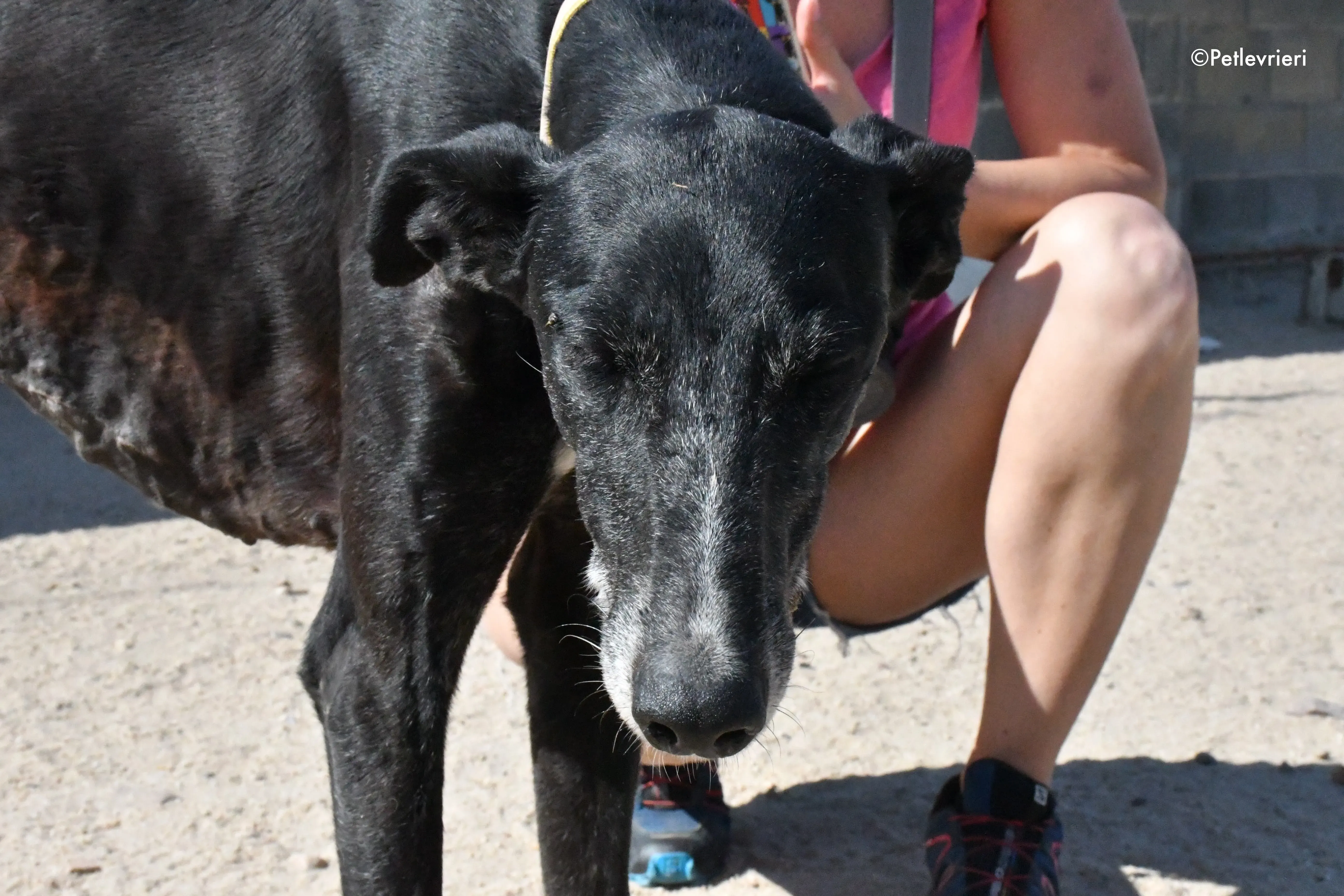 galassia adozione levrieri galgo 5