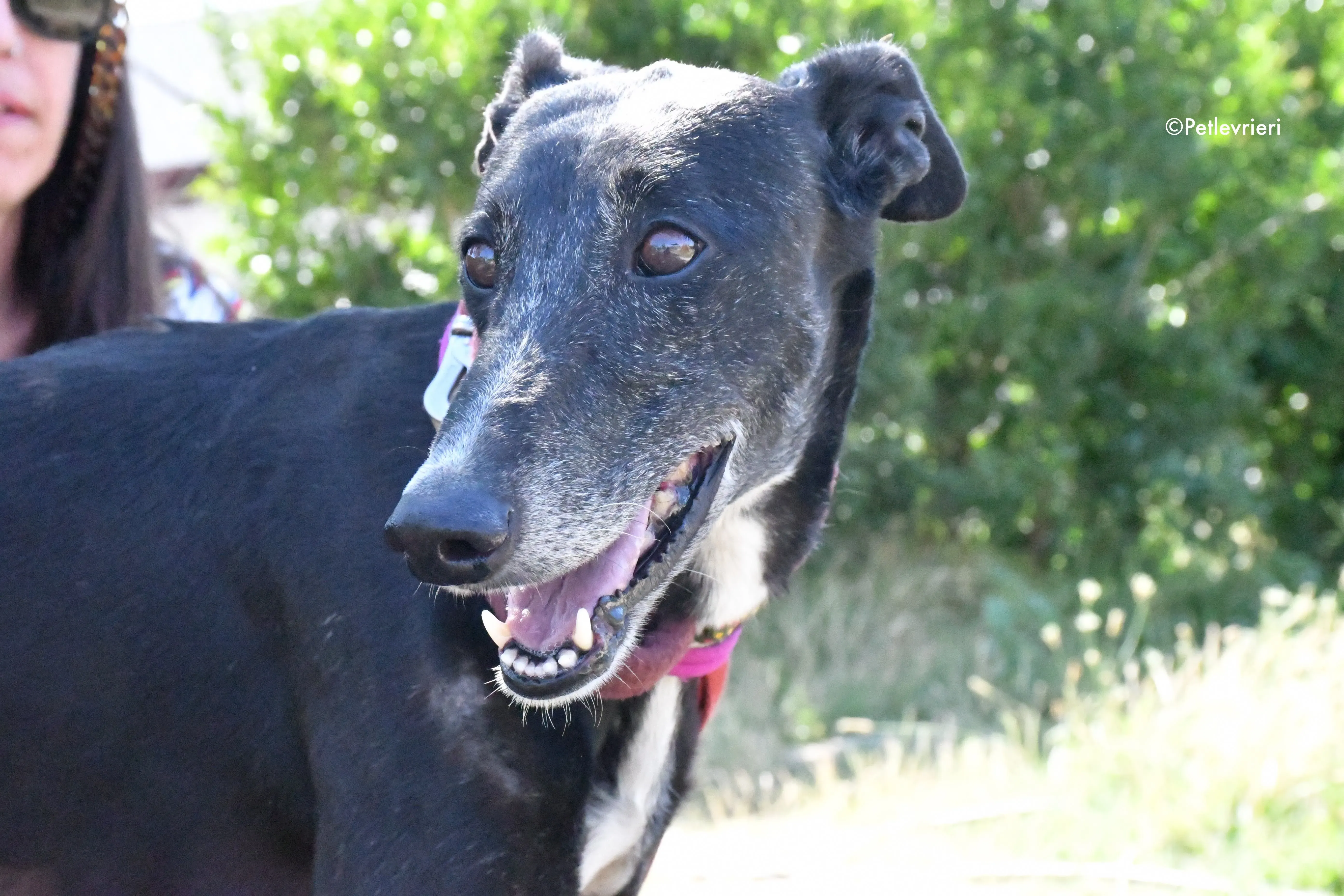 galassia adozione levrieri galgo 6