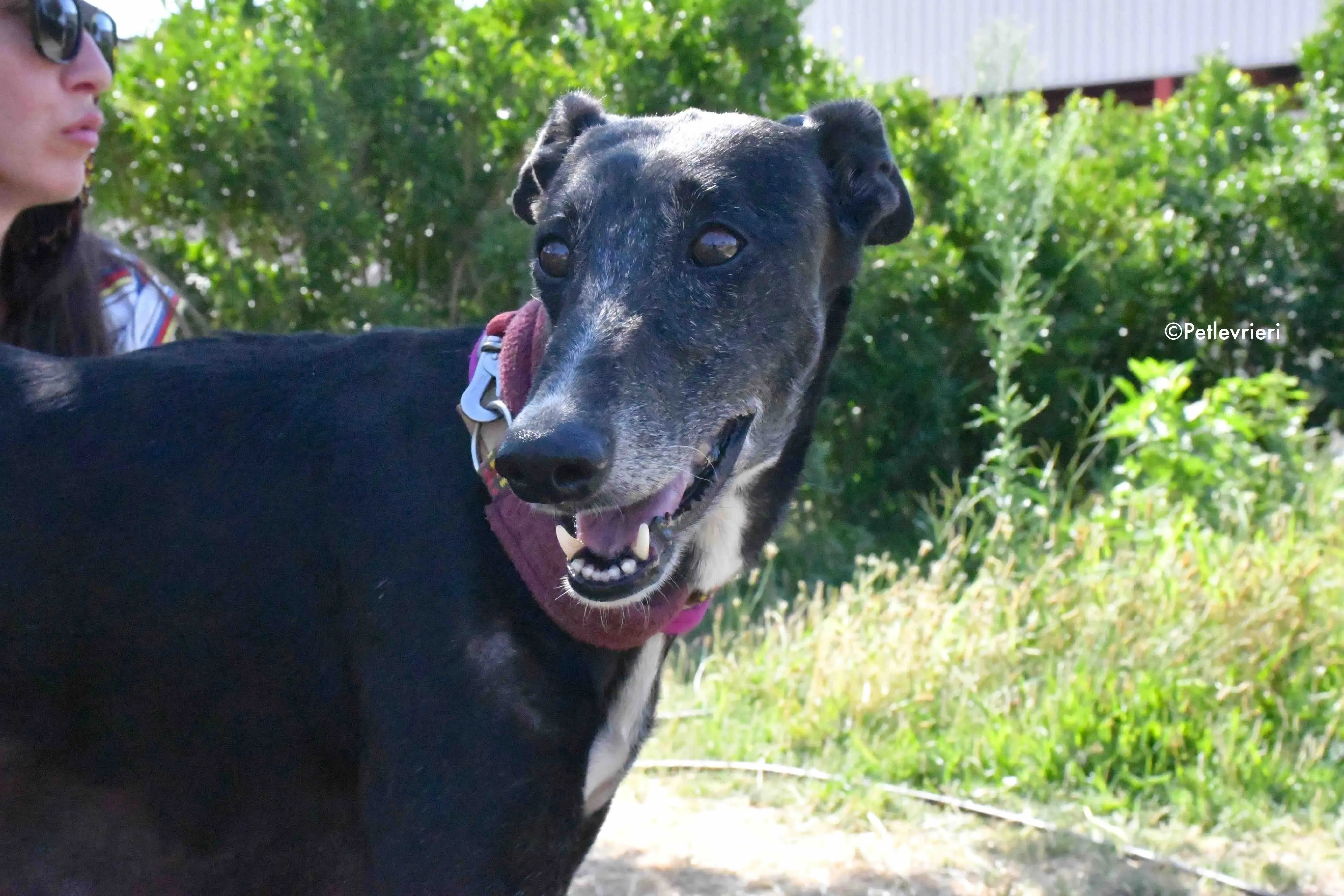 galassia adozione levrieri galgo 7