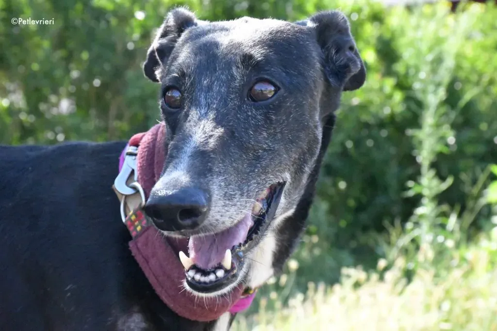 galassia adozione levrieri galgo 8 1024x683.jpeg.pagespeed.ce .7S1gec5yOq