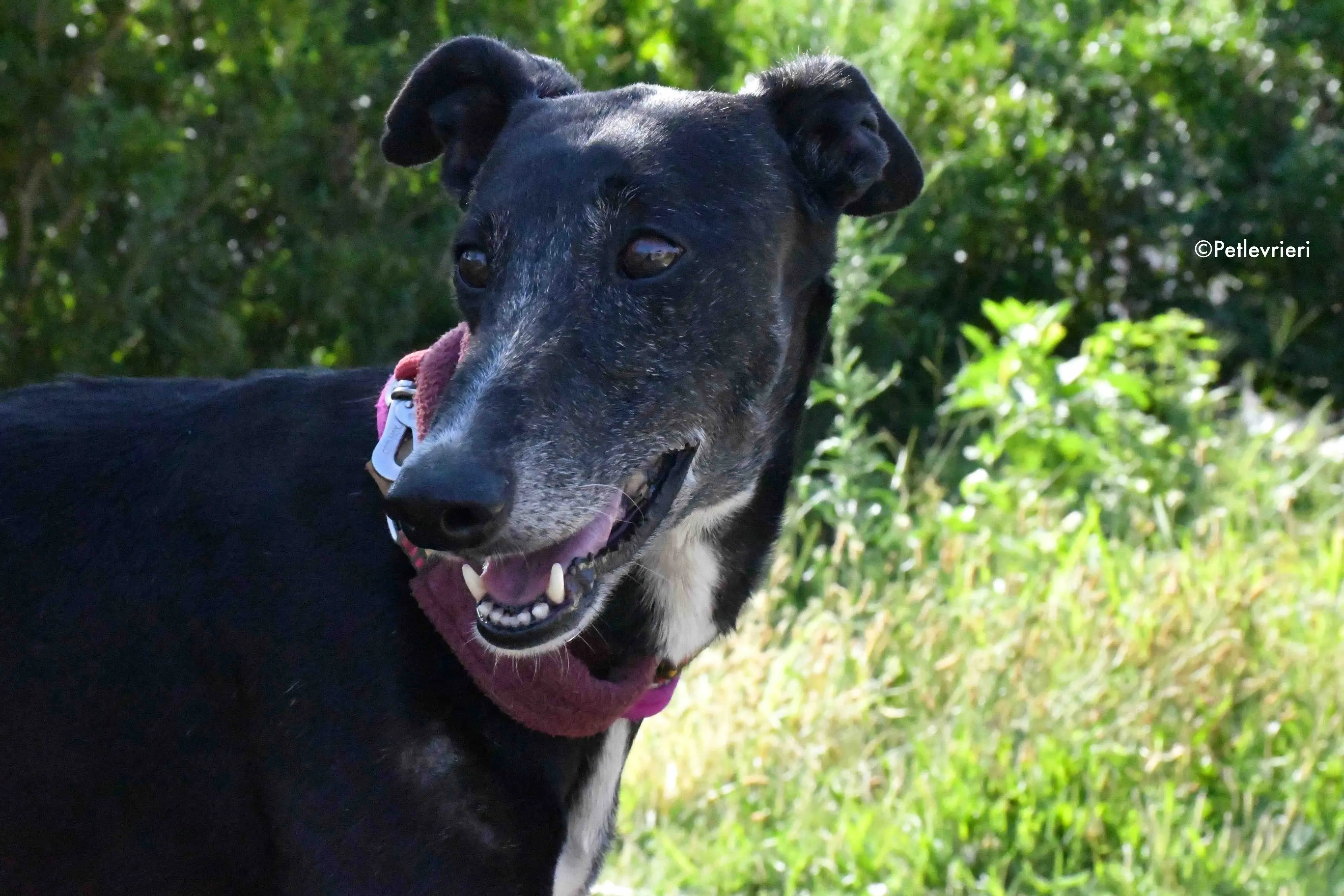 galassia adozione levrieri galgo 9