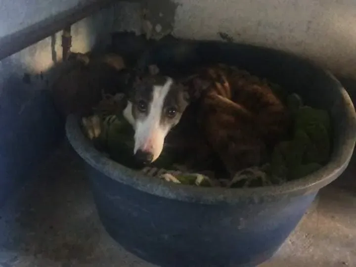 galga salvata perrera 1