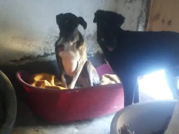 galga salvata perrera 2