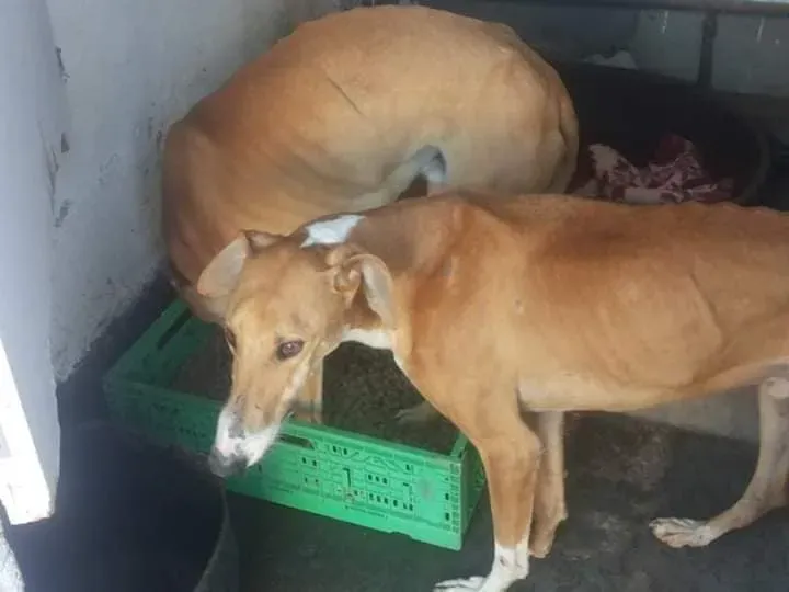 galga salvata perrera 3