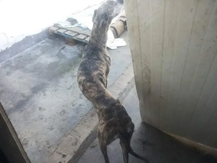 galga salvata perrera