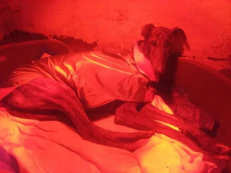 galga vagante valladolid pet levrieri 1