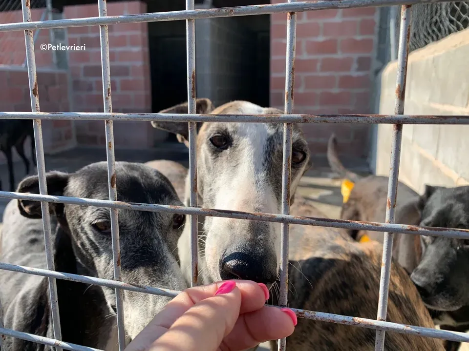 galga9121 adozione levrieri galgo 1