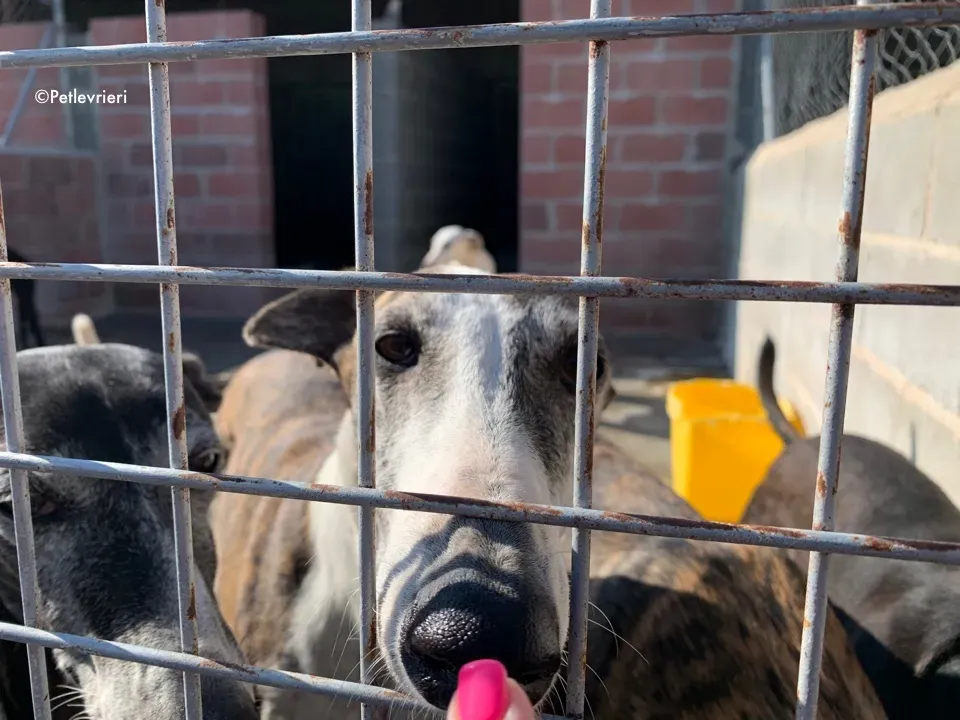 galga9121 adozione levrieri galgo 10