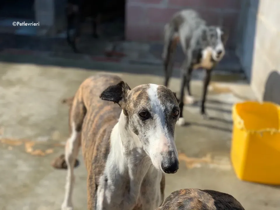 galga9121 adozione levrieri galgo 2