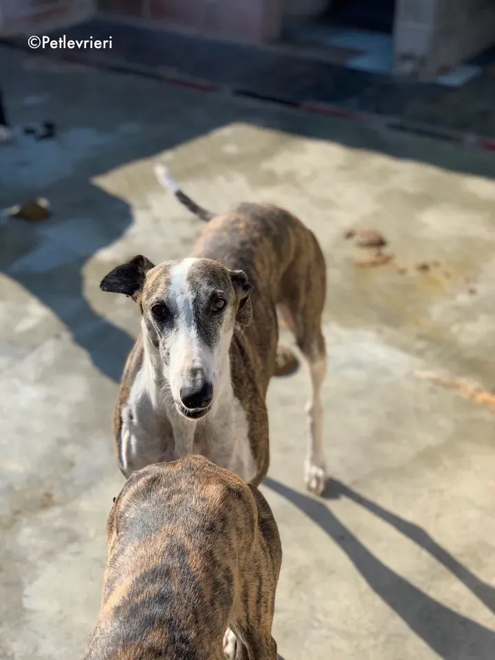 galga9121 adozione levrieri galgo 3