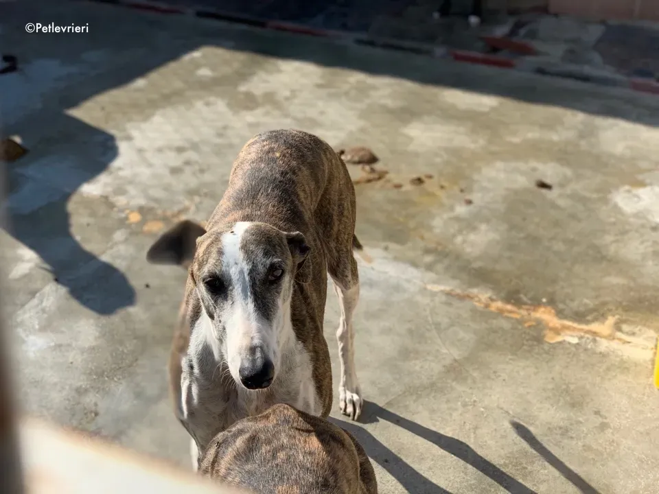 galga9121 adozione levrieri galgo 4