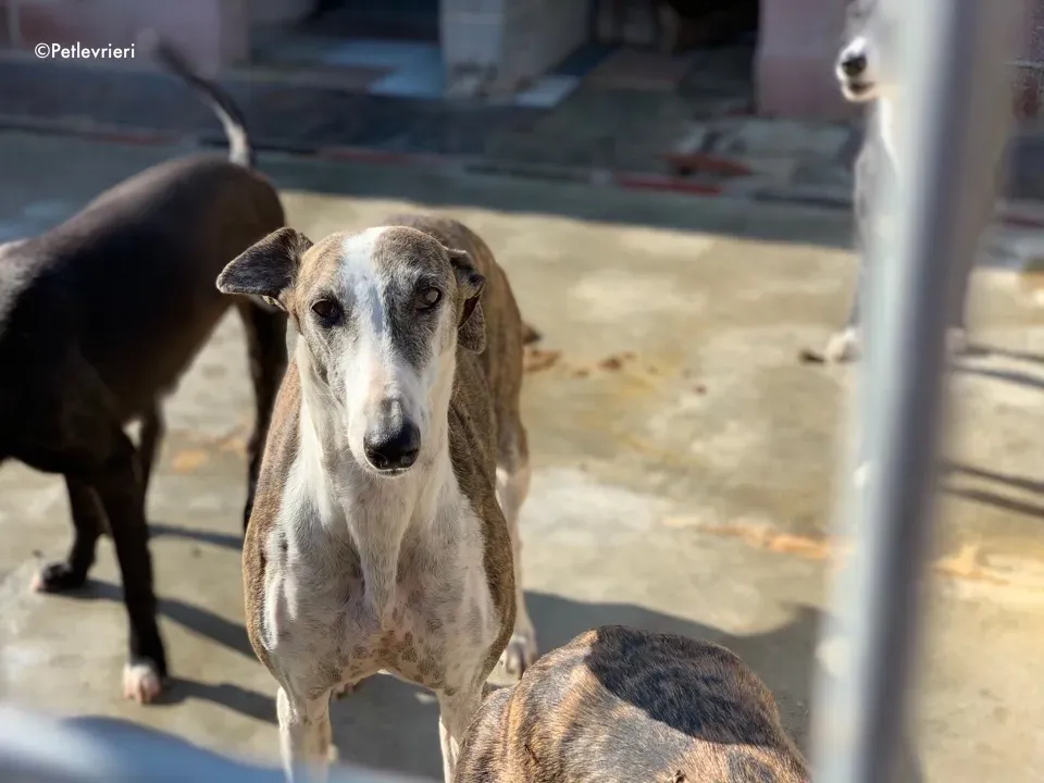 galga9121 adozione levrieri galgo 5