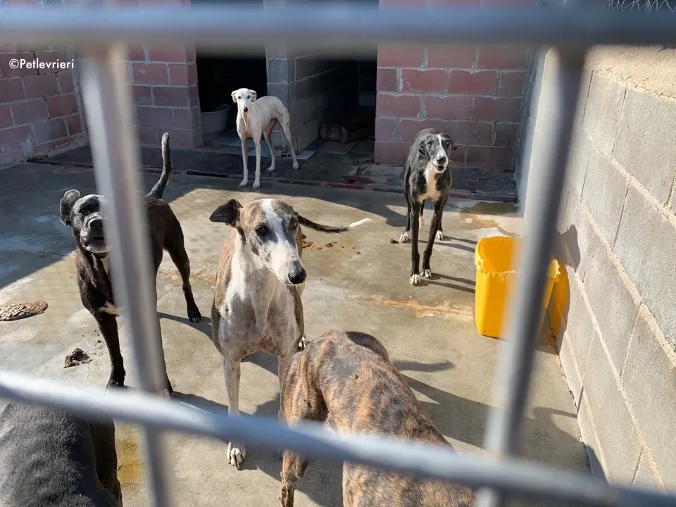 galga9121 adozione levrieri galgo 6